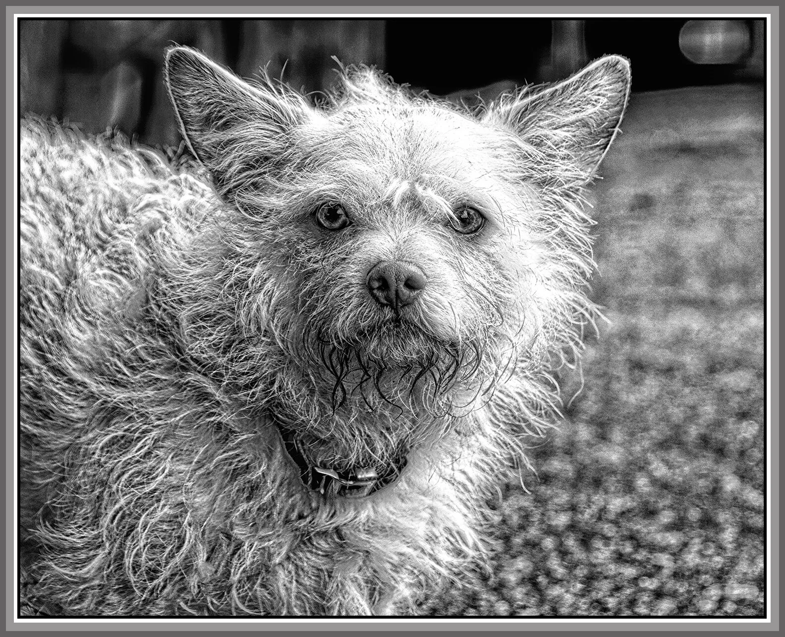 Monty in New West_Dec 25_2019_CR2_F0001_peHrsd&B&sSoftPncl_1_4x5s.jpg