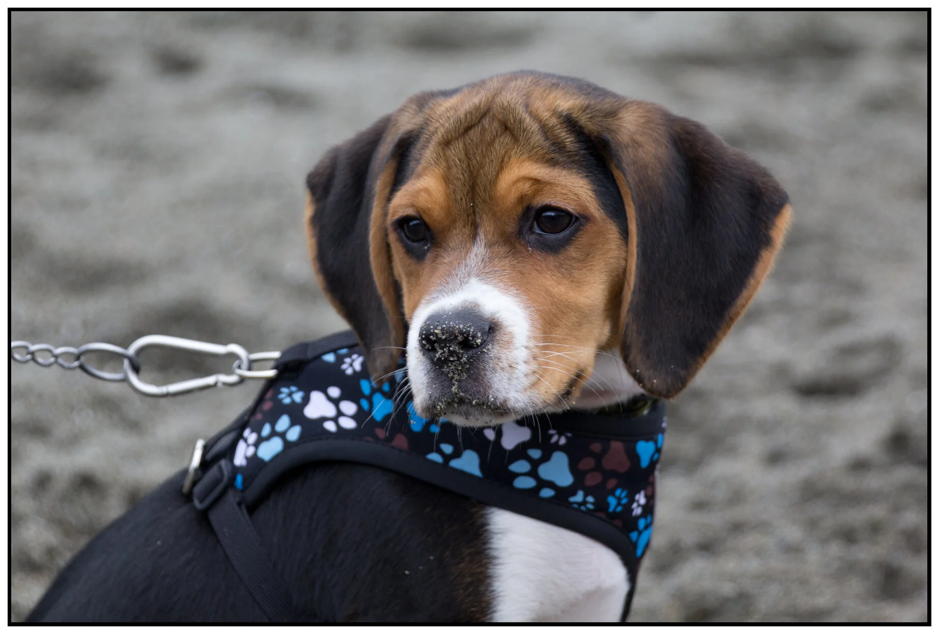 Beagle at Spanish Banks_Mar 2_2016_8240_4x6s.jpg
