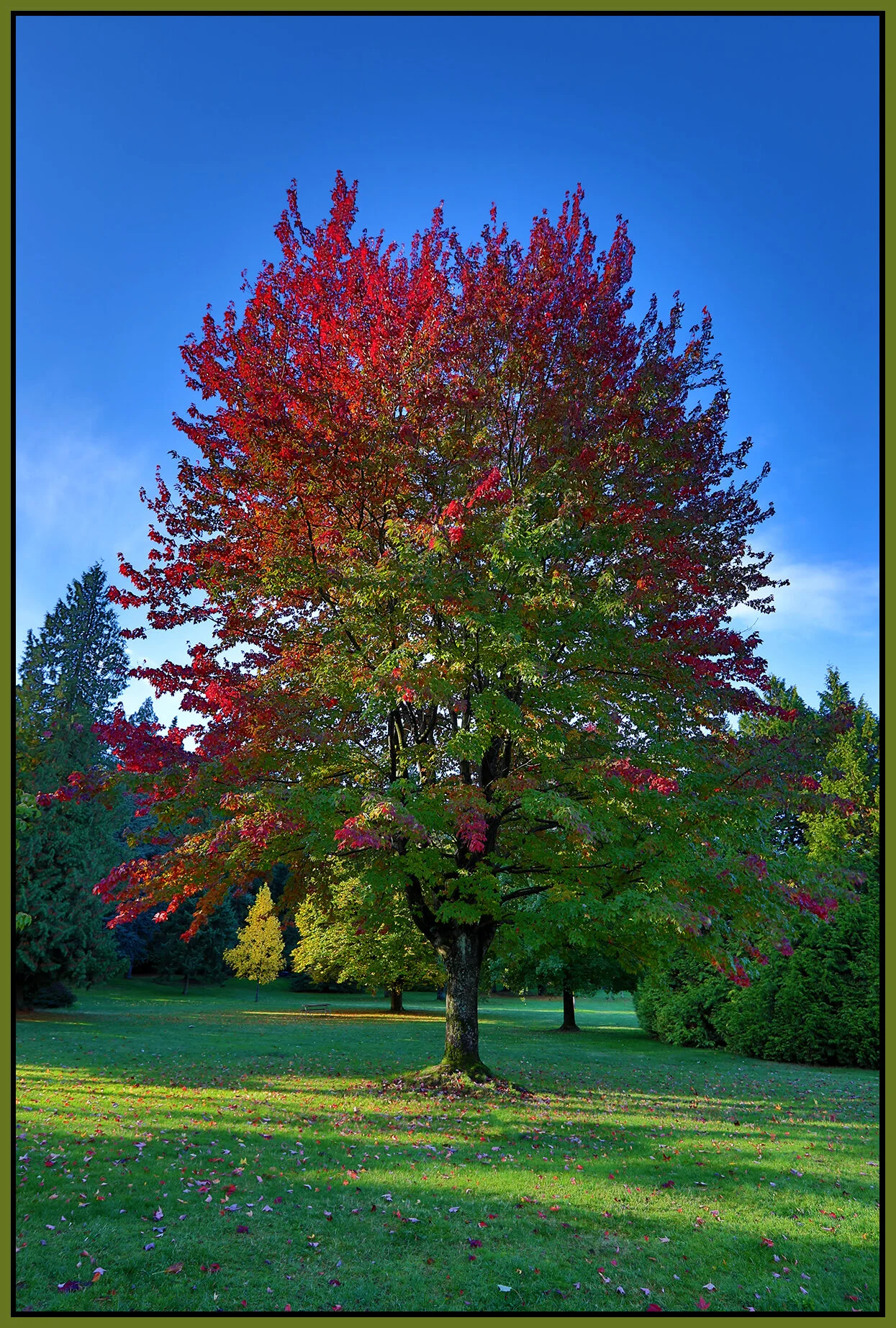Queen E Pk Tree_Oct 10_2021_HDR_5A6104_4x6s.jpg