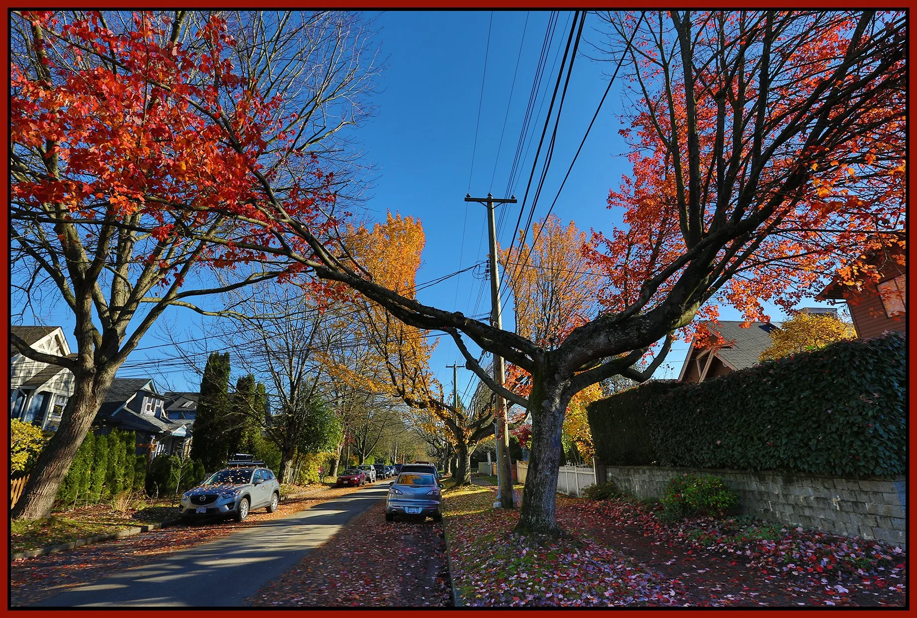Trees_Nov 9_2015_HDR_H0406_4x6s.jpg