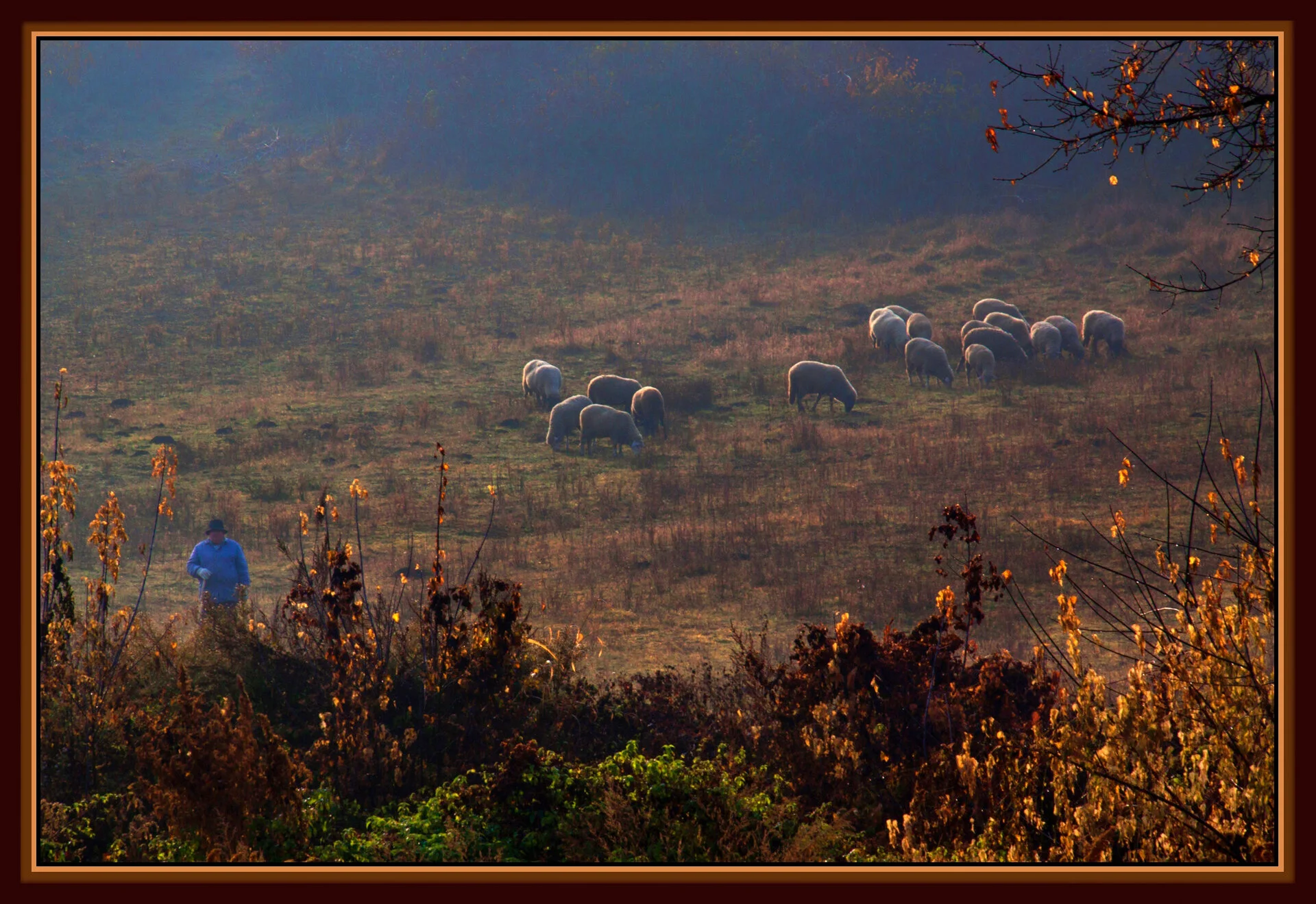 Flock of Sheep_Nov 4_201_5323_peVibrClrs_4x6s.jpg