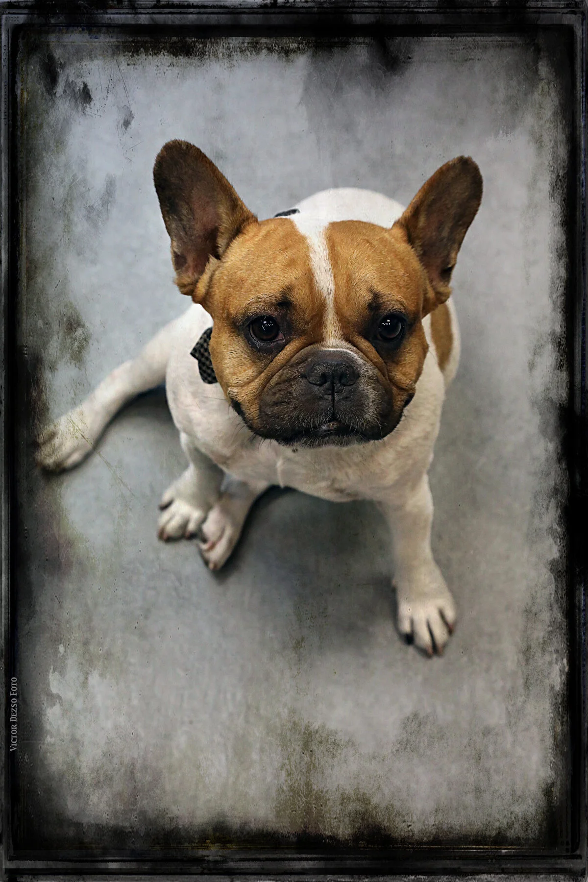 Loki_Sep 9_2017_B2775_peSharpenGrittyB_4x6s.jpg