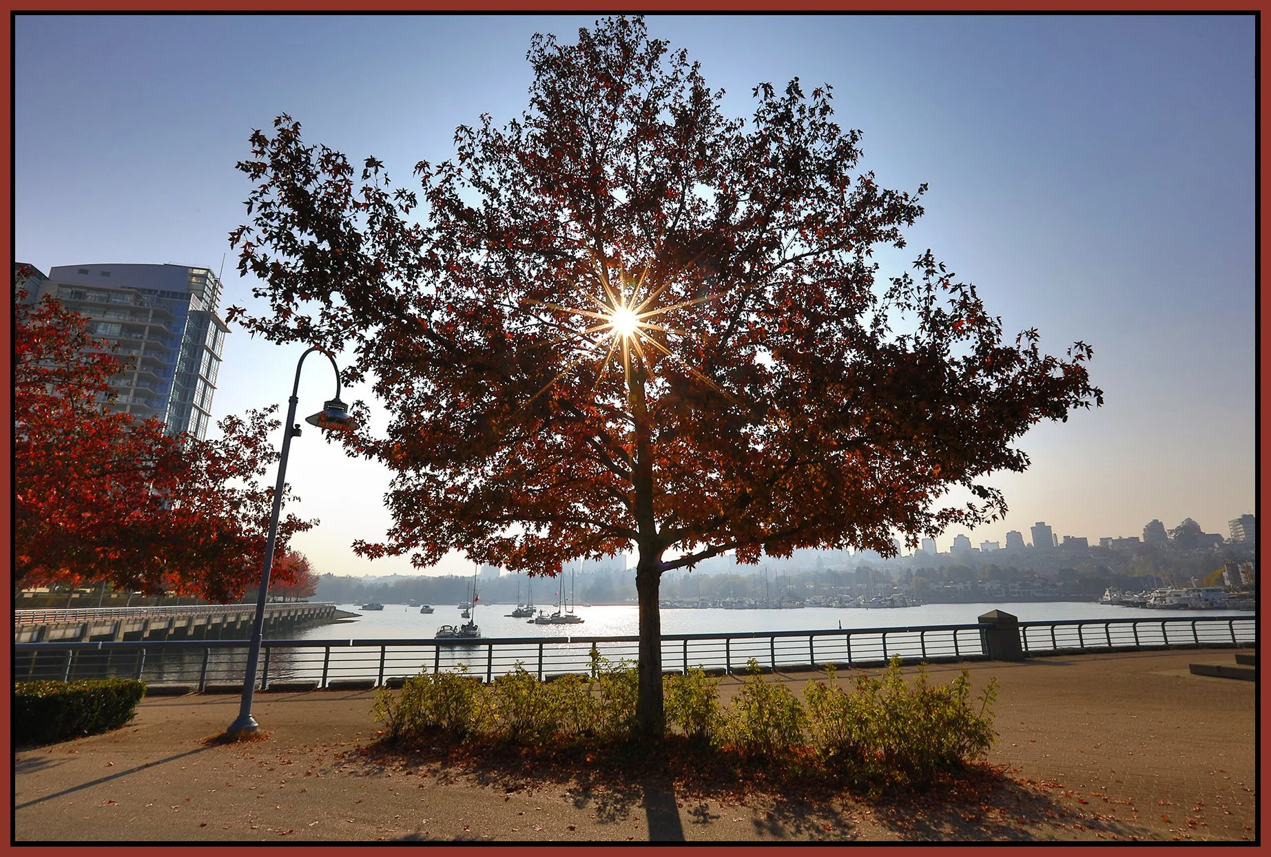 Concord Pacific Tree_Oct 19_2022_HDR_5C4046_4x6s.jpg