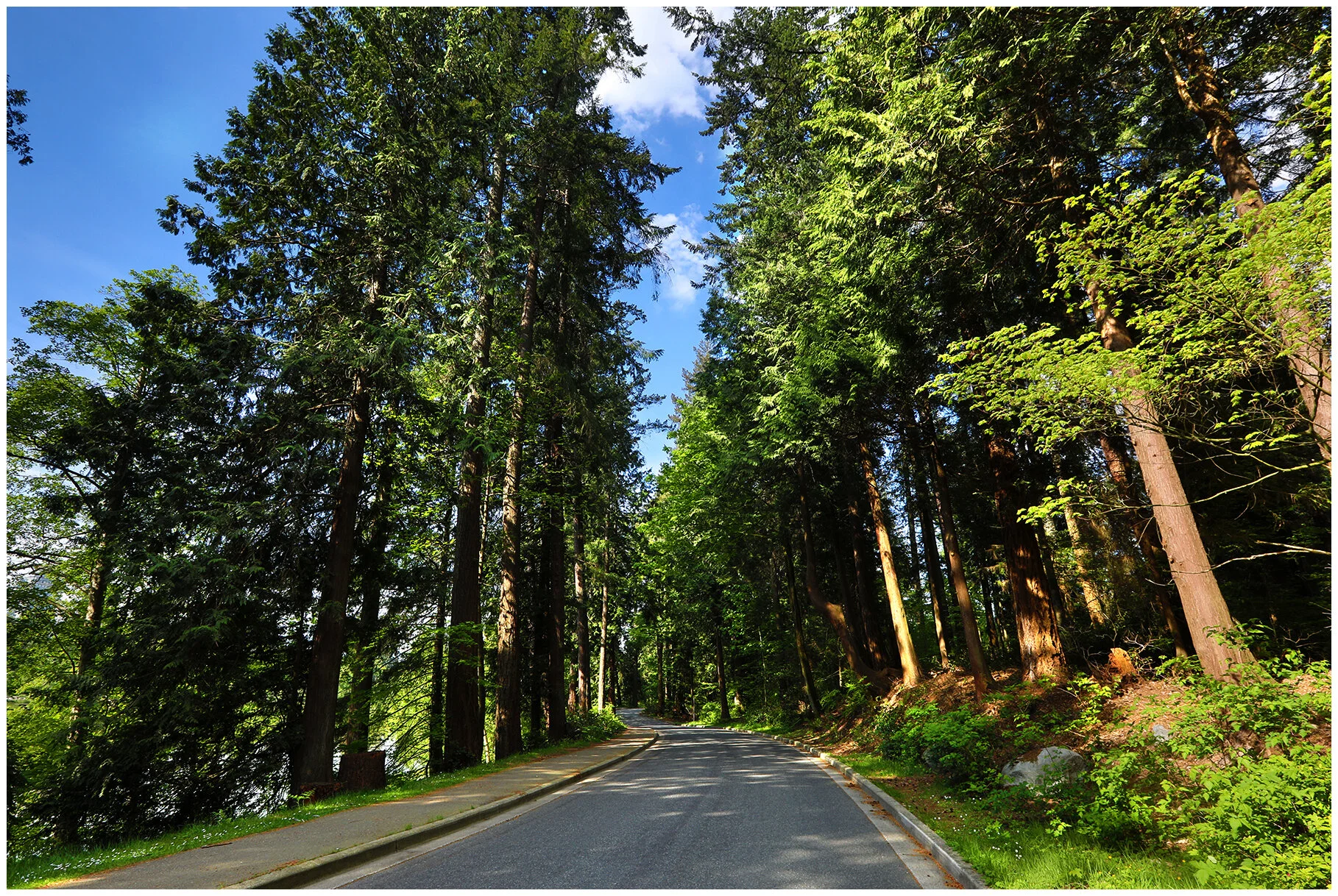 Stanley Pk Trees_May 11_2020_HDR_4F8565_4x6s.jpg