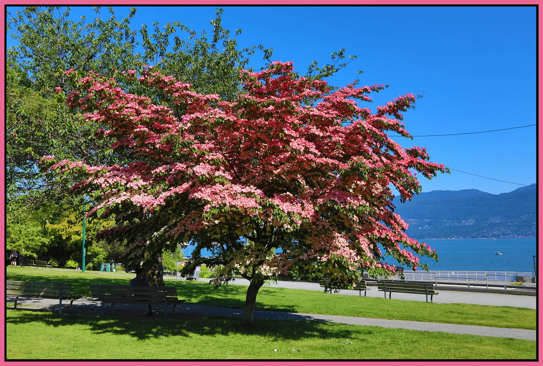 Kitsilano Beach Park Tree_Jun 19_2024_HDR_4J1232_4x6s.jpg