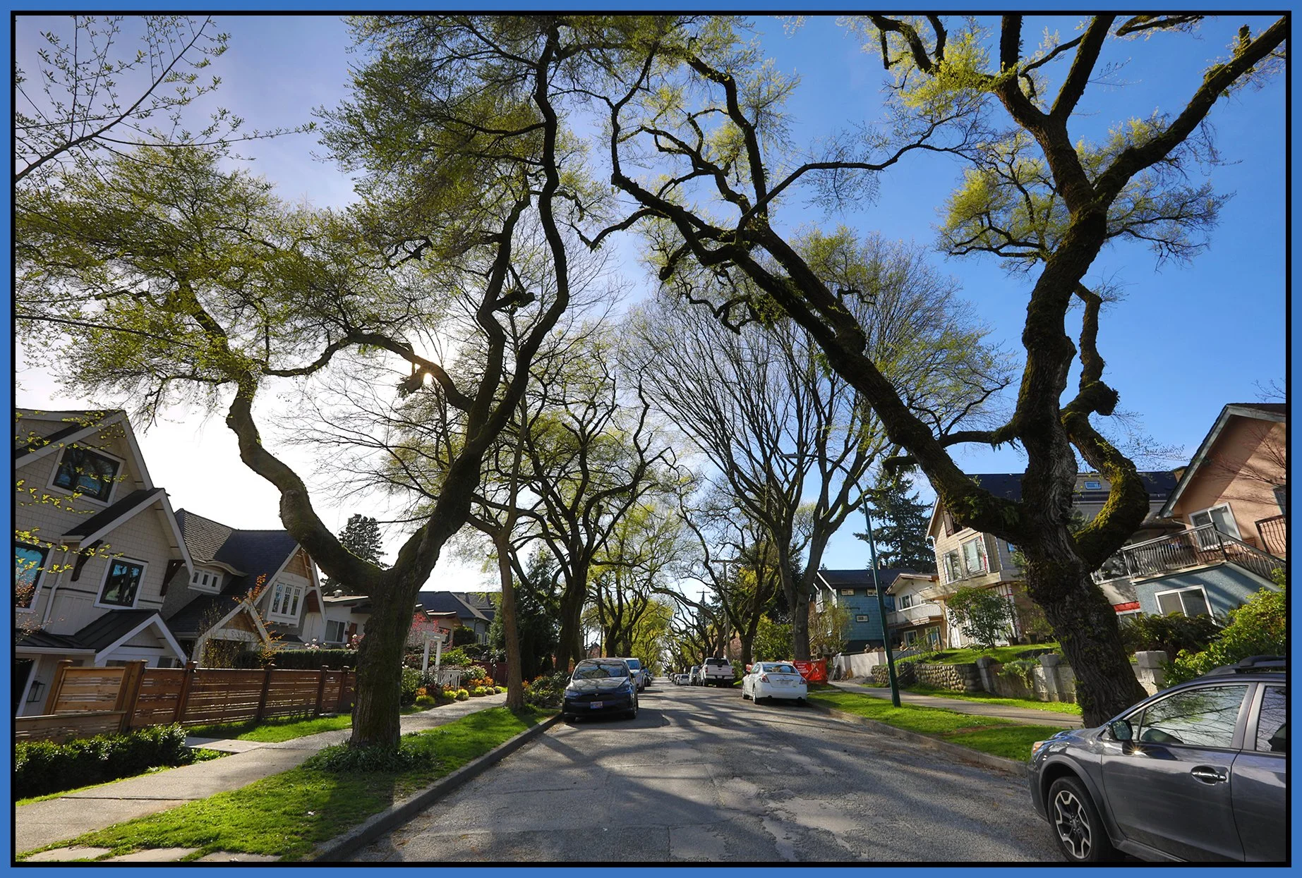 E 6th Ave Trees_Apr 5_2026_HDR_4L1035_4x6s.jpg