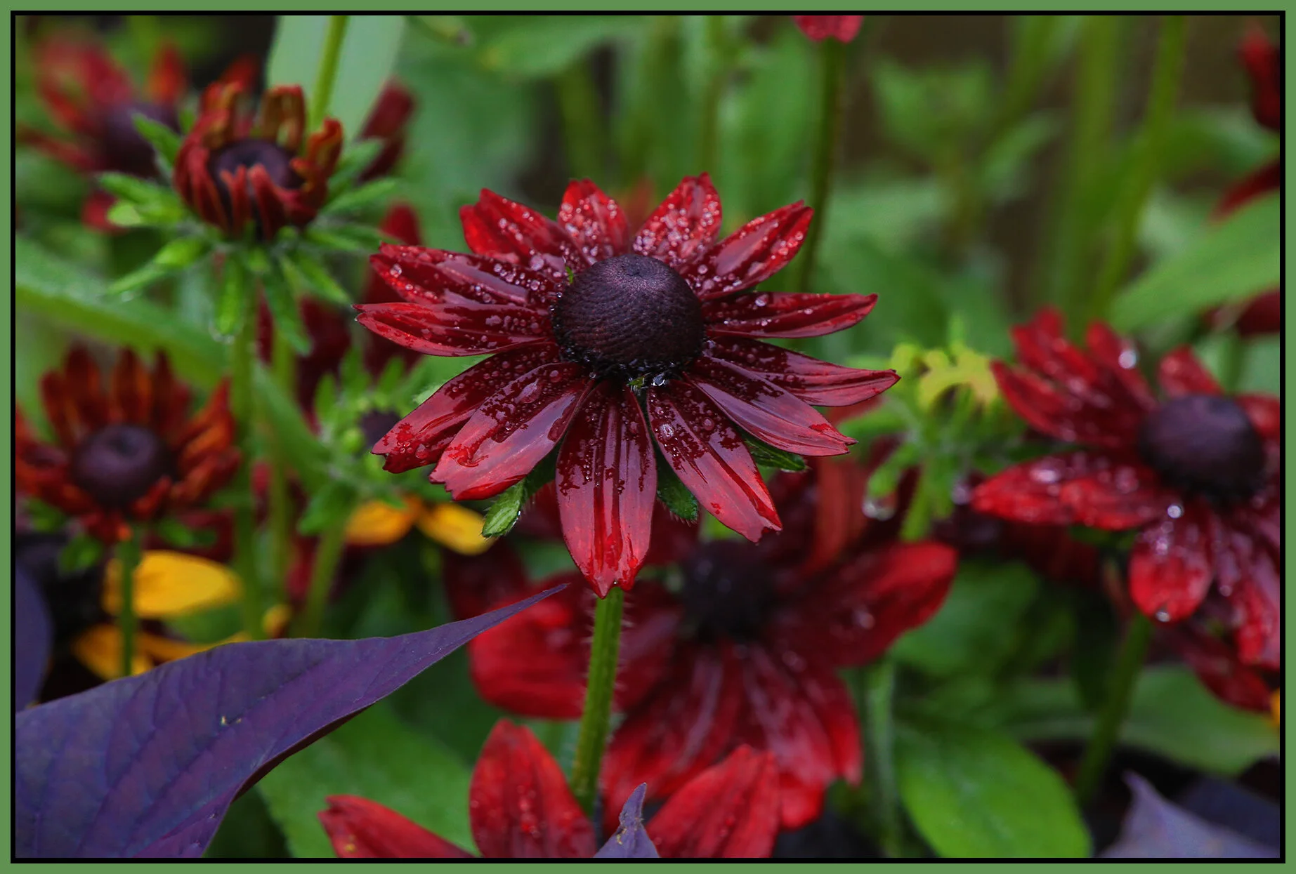 Flowers_Aug 22_2021_HDR_5A9212_4x6s.jpg