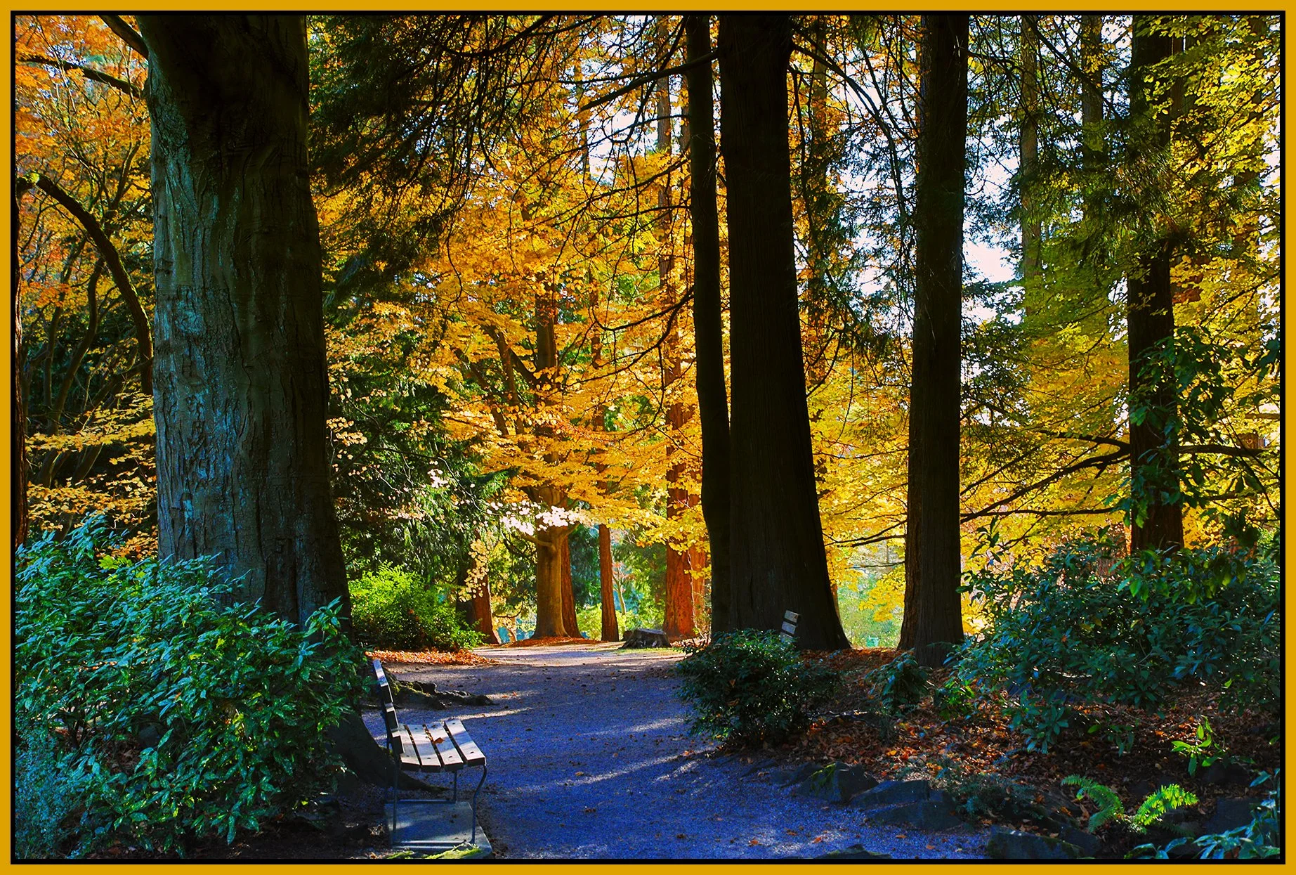 Stanley Park Trees_Nov 18_2022_HDR_4H4722_peEwgt_4x6s.jpg