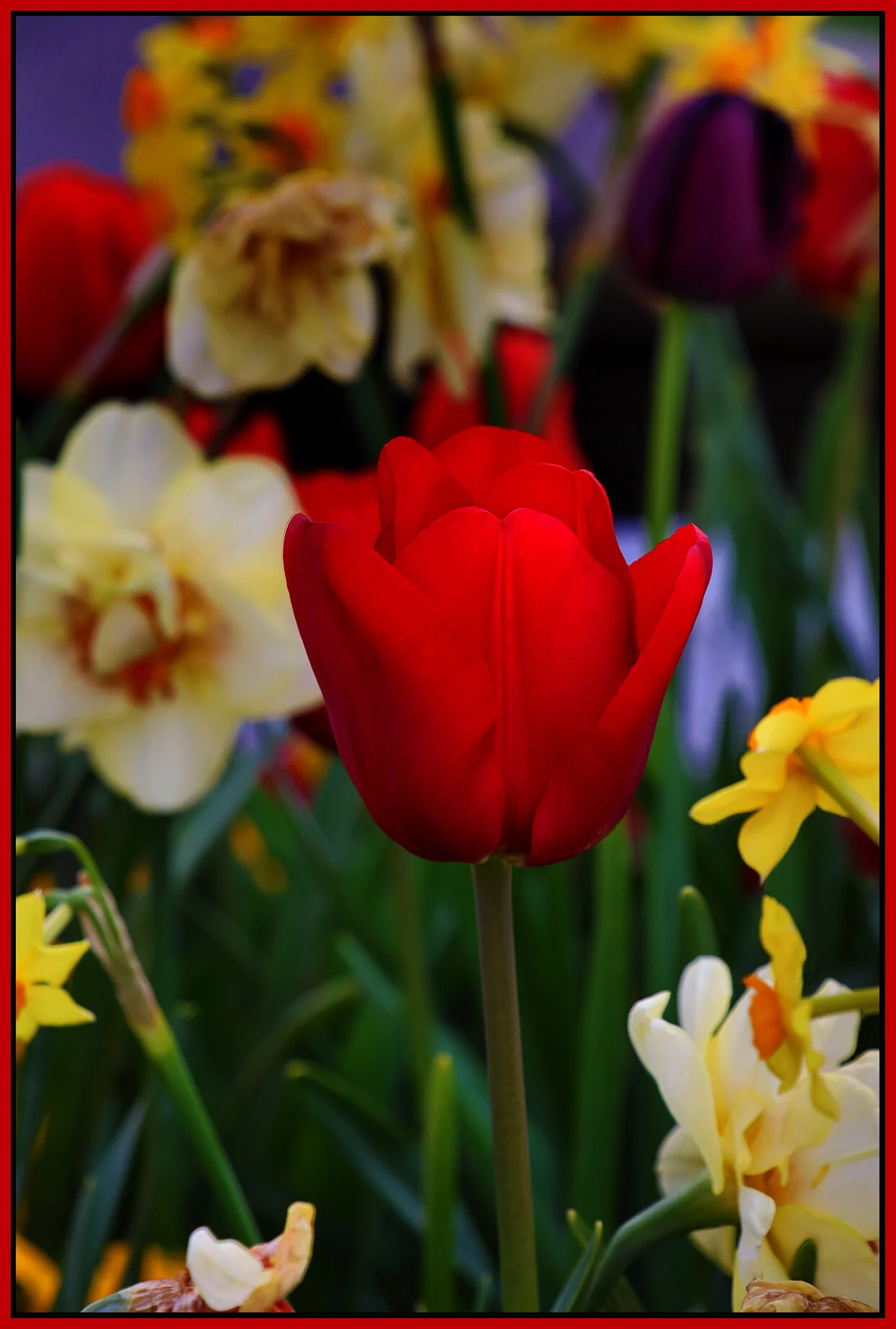 Flowers Tulips_Apr 28_2021_HDR_4G7988_4x6s.jpg