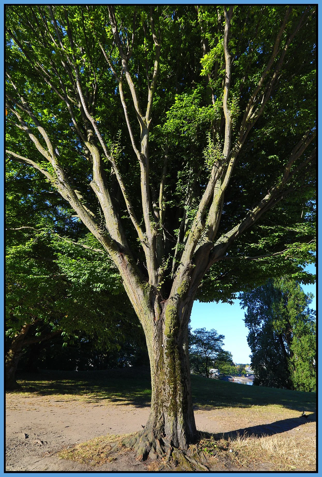 Beach Ave Trees_Sep 10_2020_HDR_4G6673_4x6s.jpg