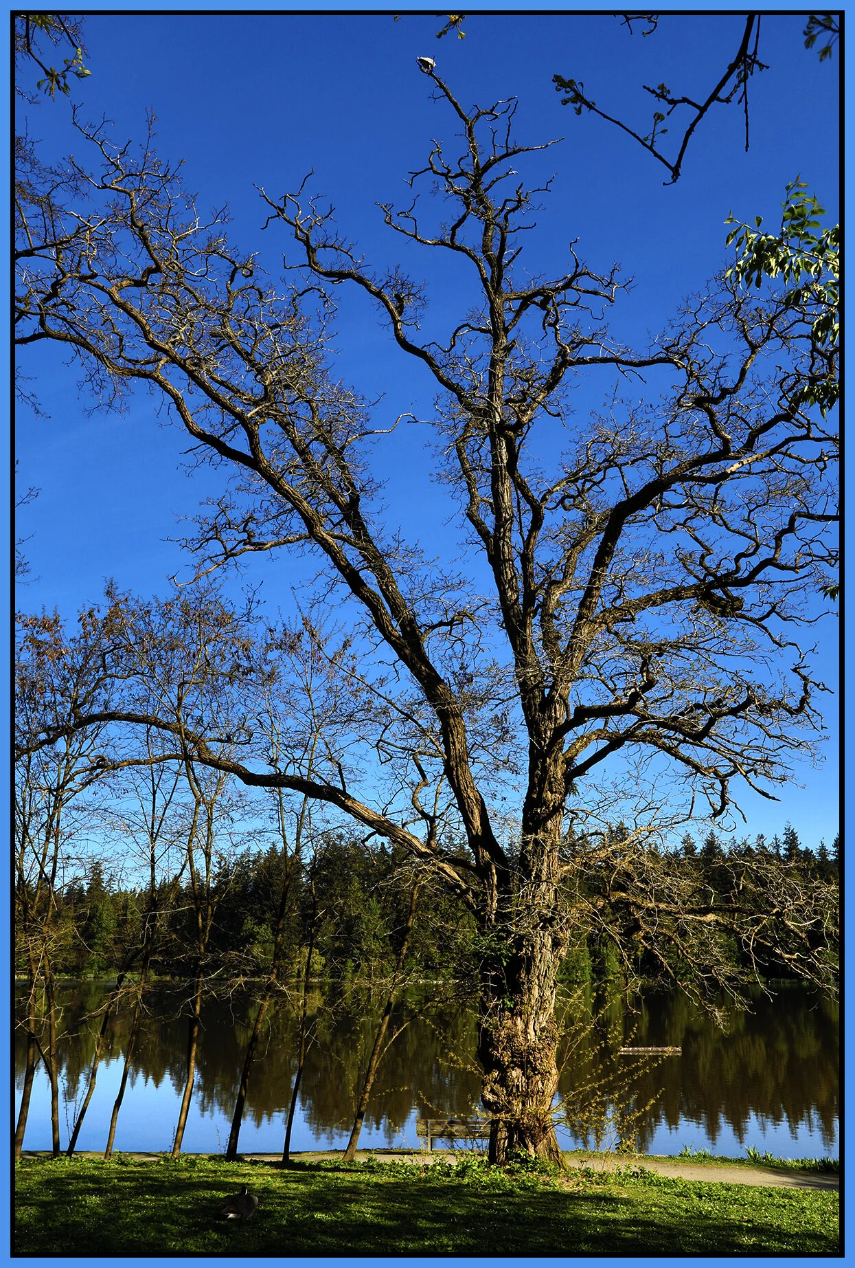 Stanley Pk Tree_May 8_2020_HDR_4F7593_4x6s.jpg