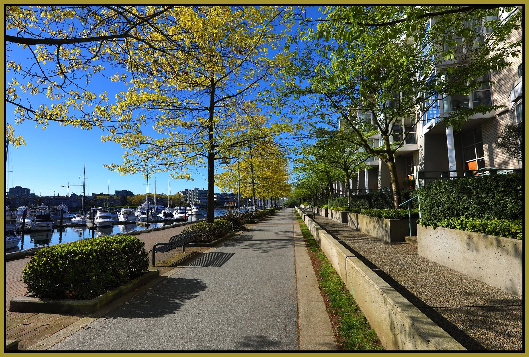 Concord Pacific Walkway Trees_Apr 30_2019_HDR_E6752_4x6s.jpg