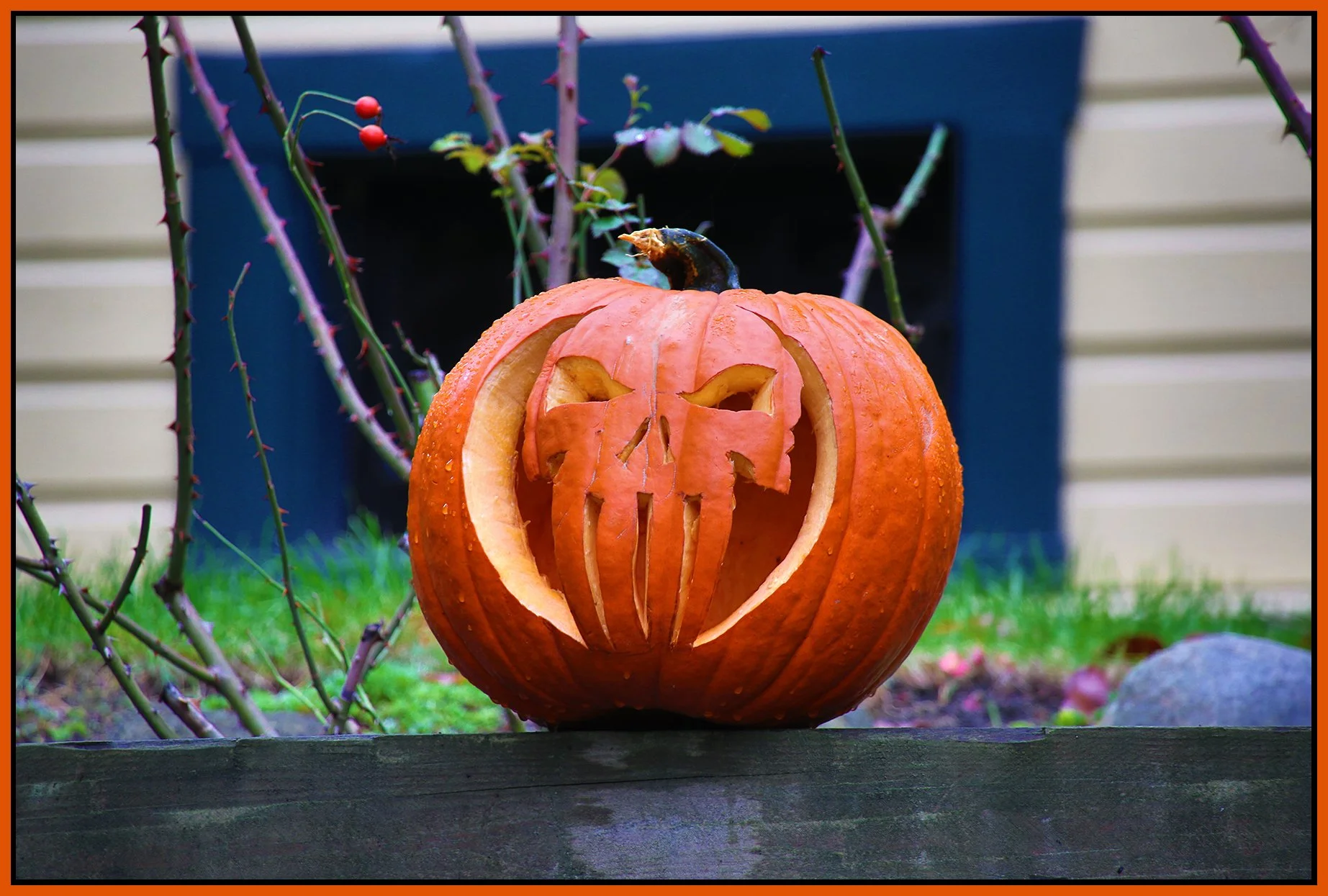Pumpkin_Nov 2_2015_HDR_FH9521_4x6s.jpg