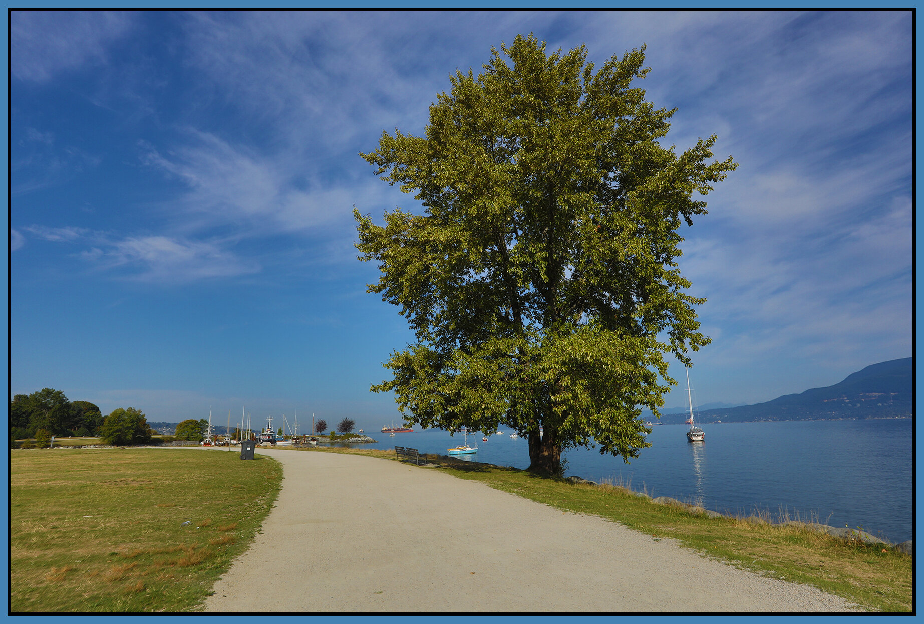 Vanier Park Tree_Aug 25_2021_HDR_5A9676_4x6s.jpg