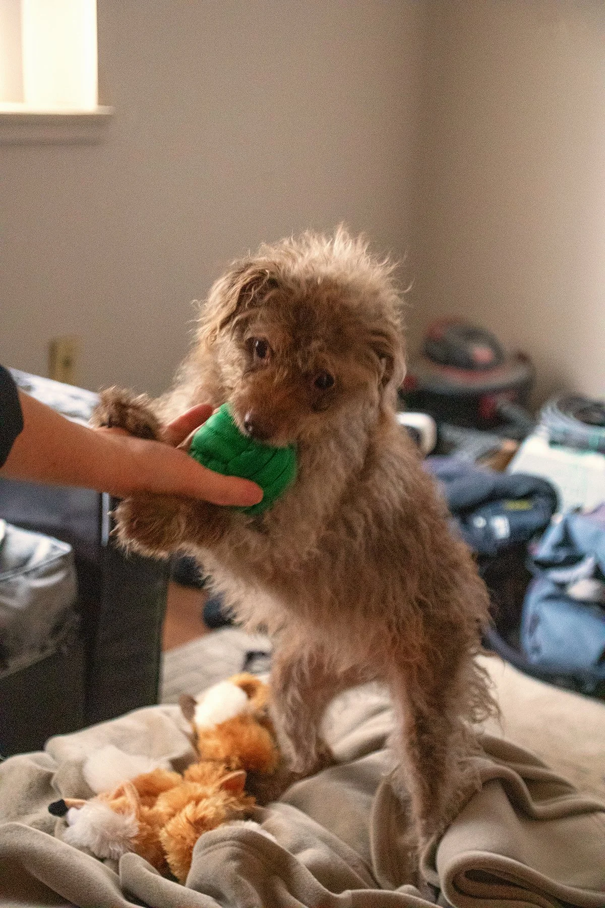 Frances_Dec 26_2024_CR2_4J4751_peSubtleShrpn_Hyprstrip_4x6.jpg