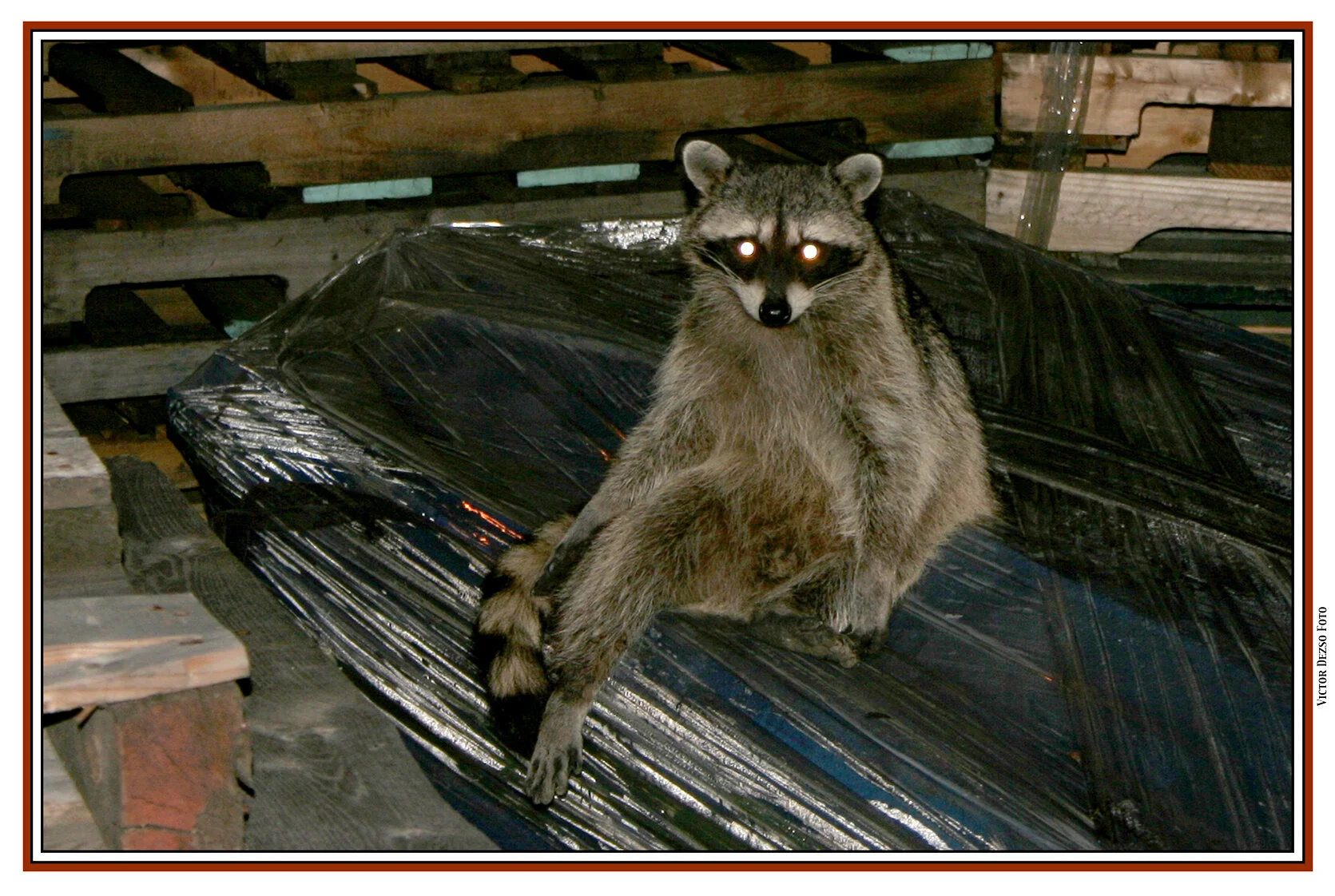 Raccoon_3619_4x6s.jpg