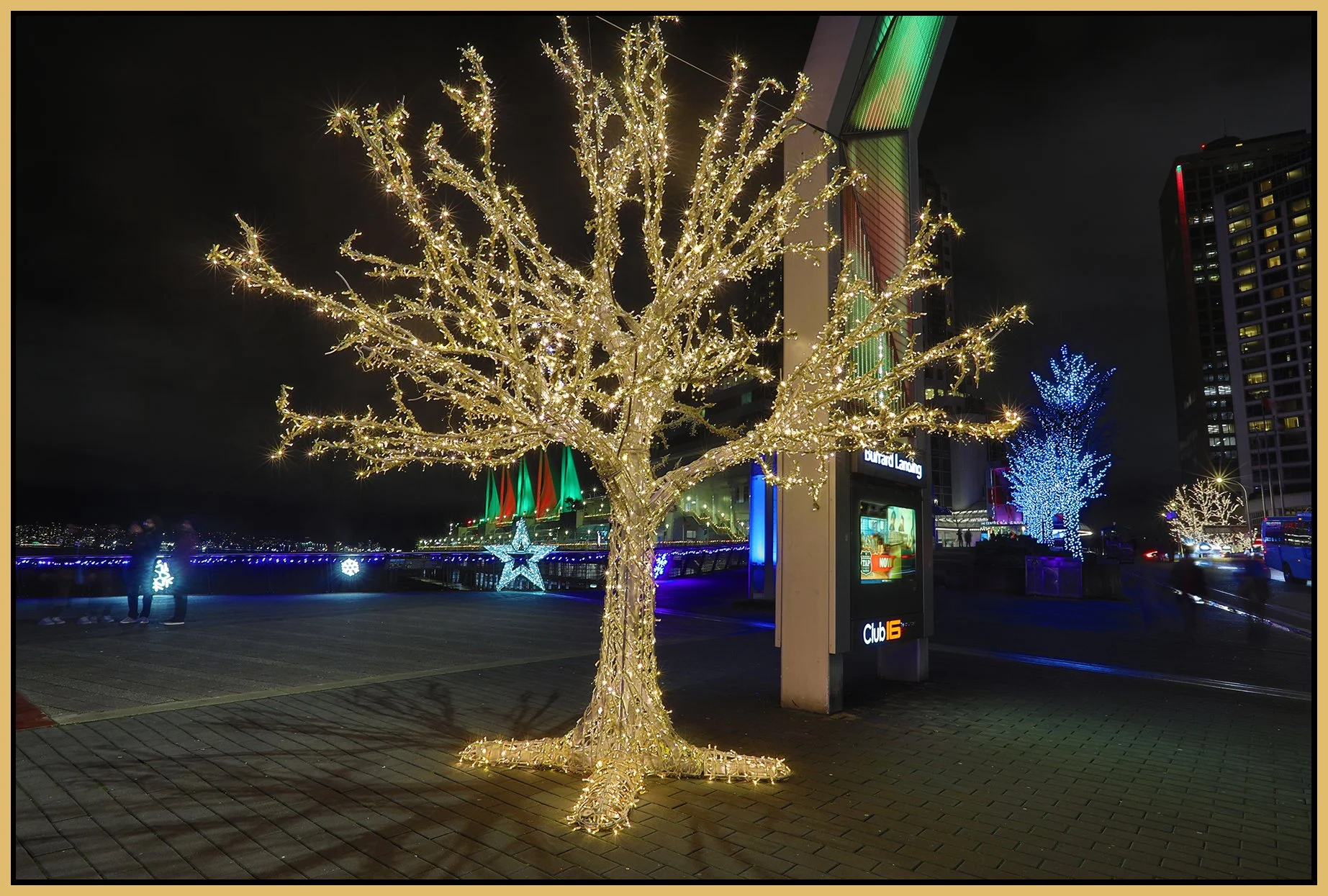 Burrard Landing Tree_Dec 29_2024_HDR_4J5127_4x6s.jpg