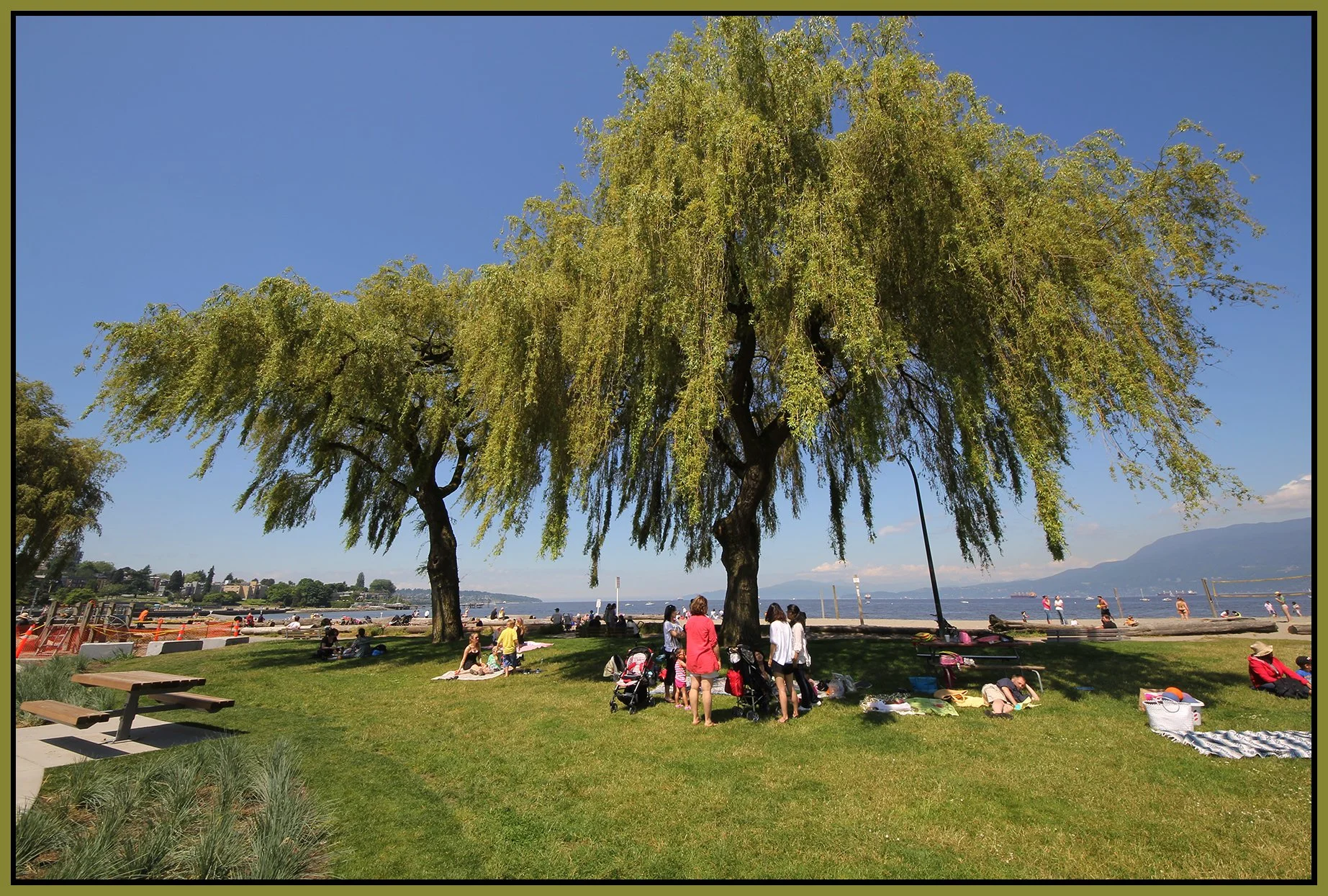 Kits Beach Trees_Jun 22_2011_9492_4x6s.jpg
