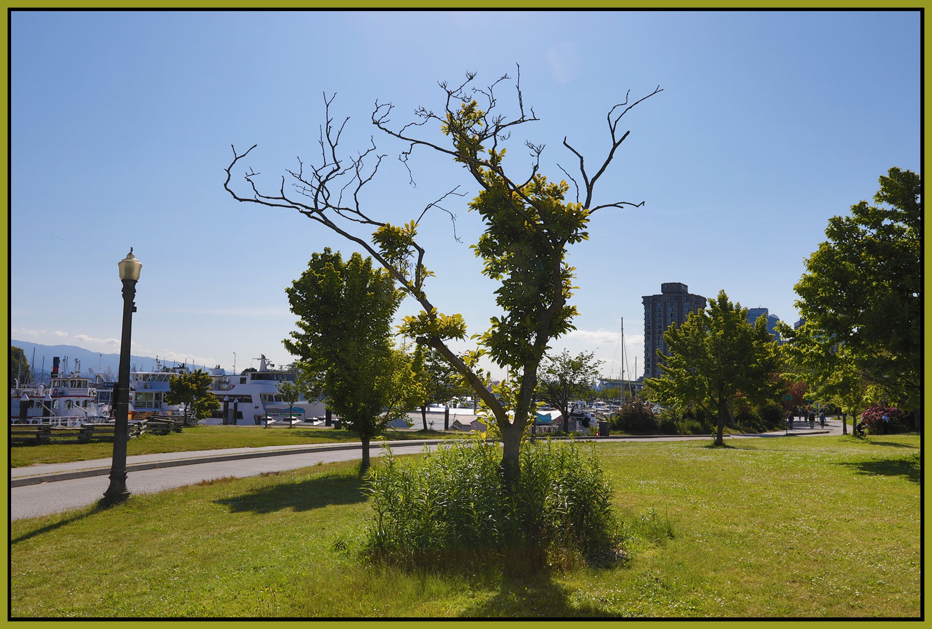 Devonian Harbour Park Tree_Jun 5_2025_HDR_5F3959_4x6s.jpg