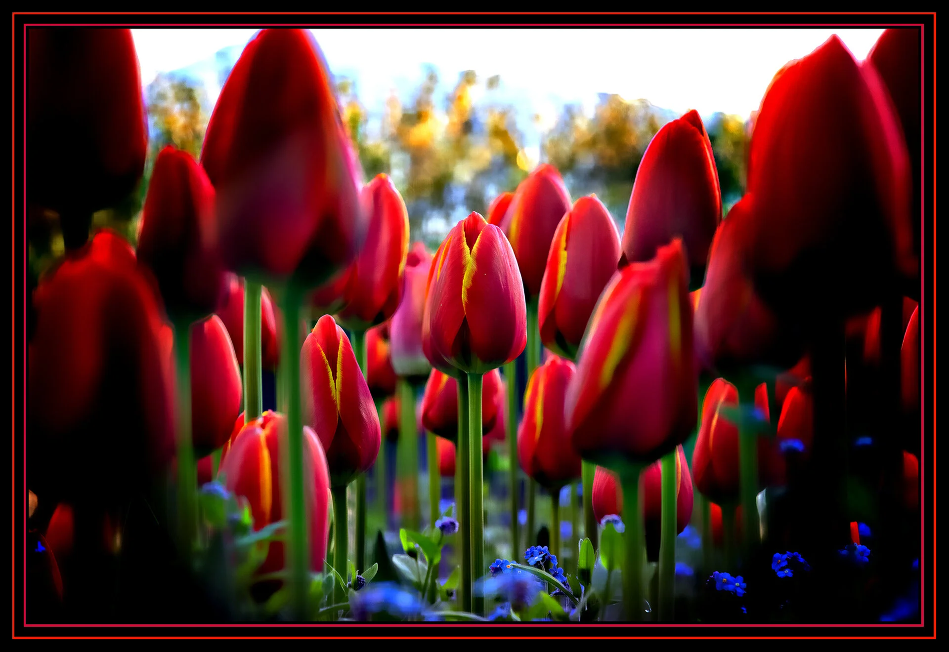Flowers Tulips_Apr 25_2019_CR2_E4705_peDecRadHdr2013_2_4x6s.jpg