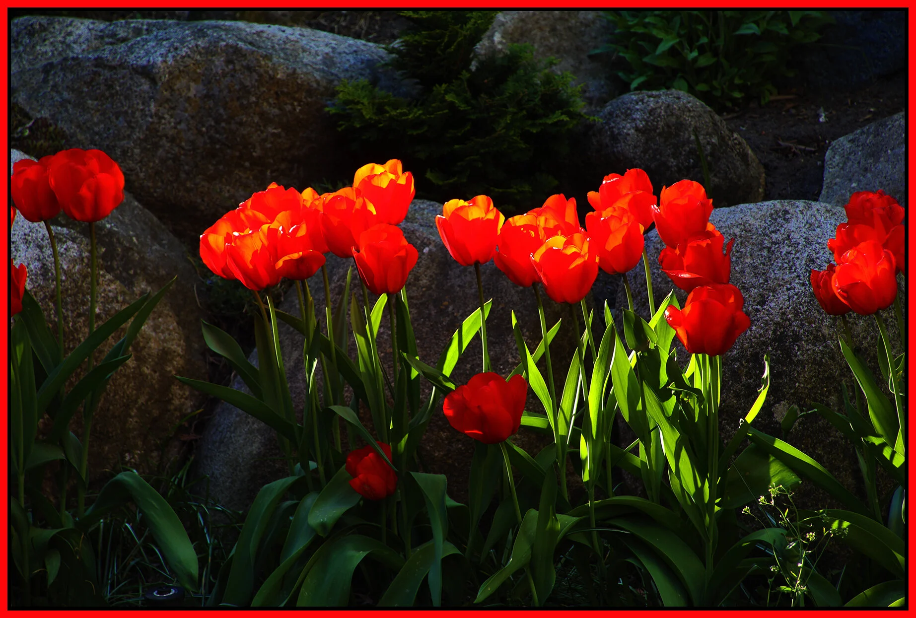 Flowers Tulips New West_Apr 18_2021_HDR_4G7408_4x6s.jpg