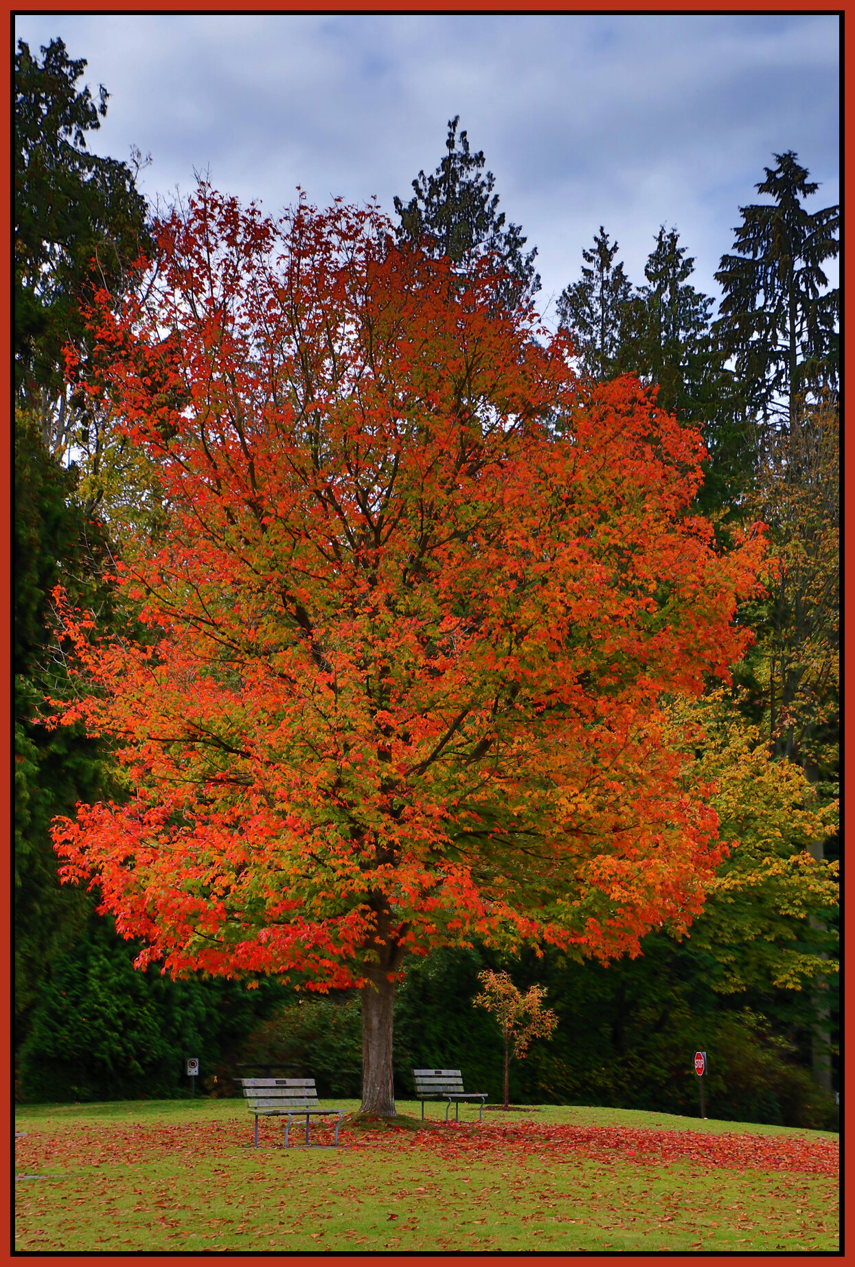 Stanley Pk Trees_Oct 5_2016_HDR_L0912_4x6s.jpg