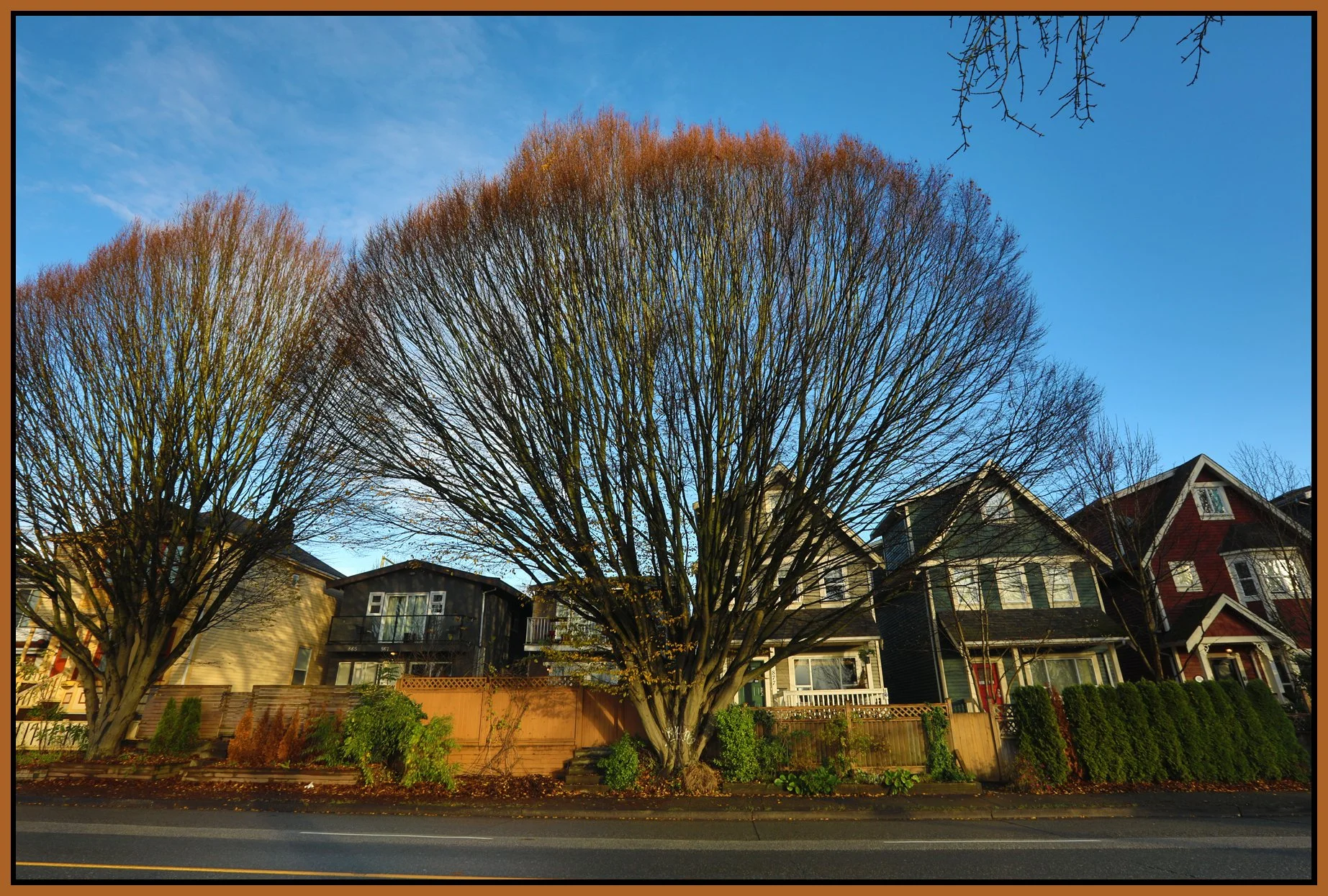 800 Prior St Trees_Dec 1_2016_HDR_A0566_4x6s.jpg