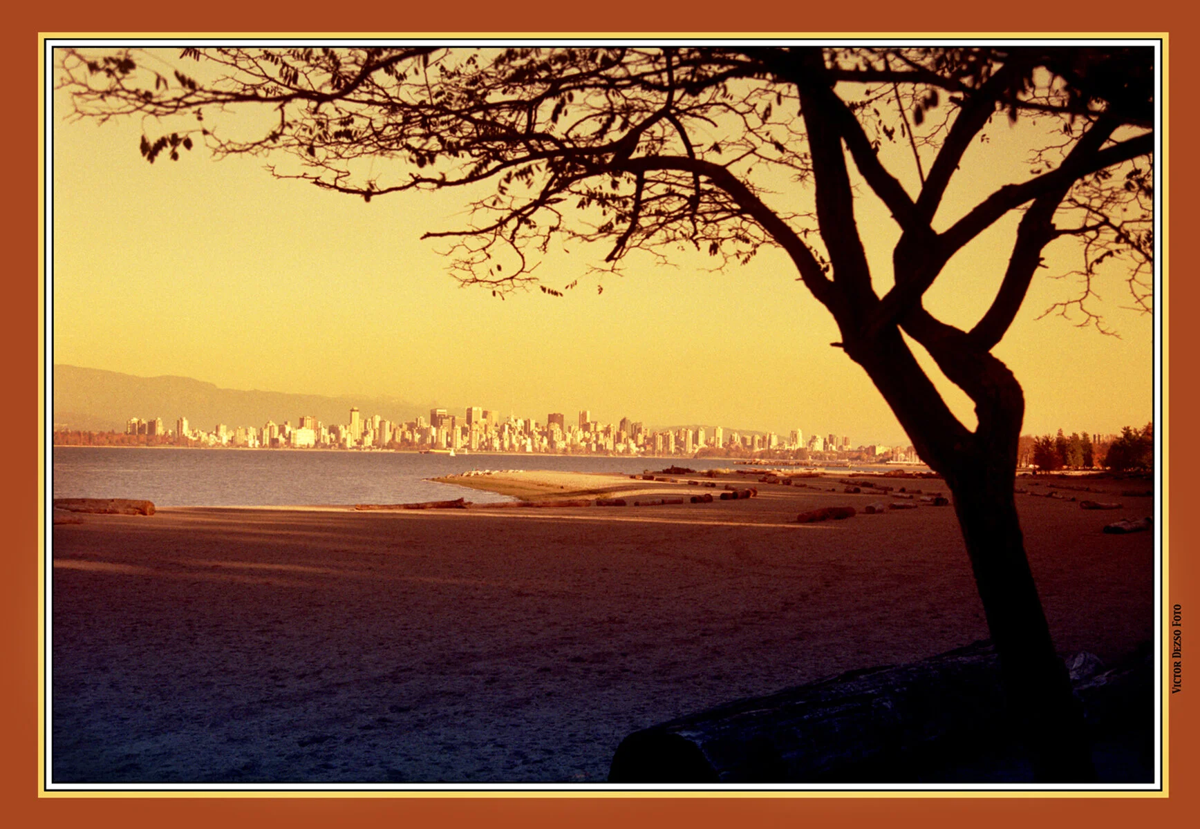 Spanish Banks Tree_Nov 5_1995_3_4x6s.jpg