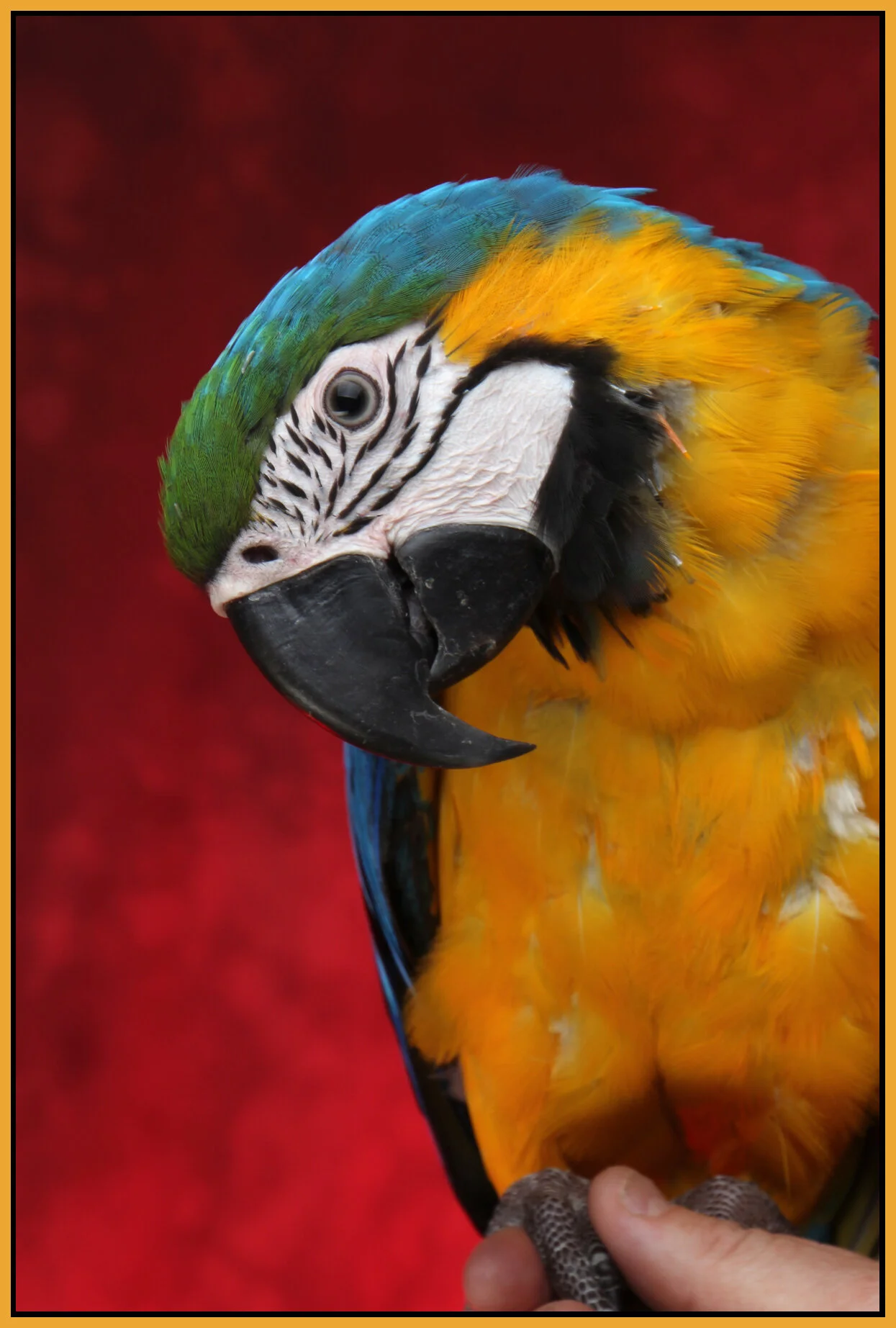 Coco_Jan 9_2011_9971_4x6s.jpg