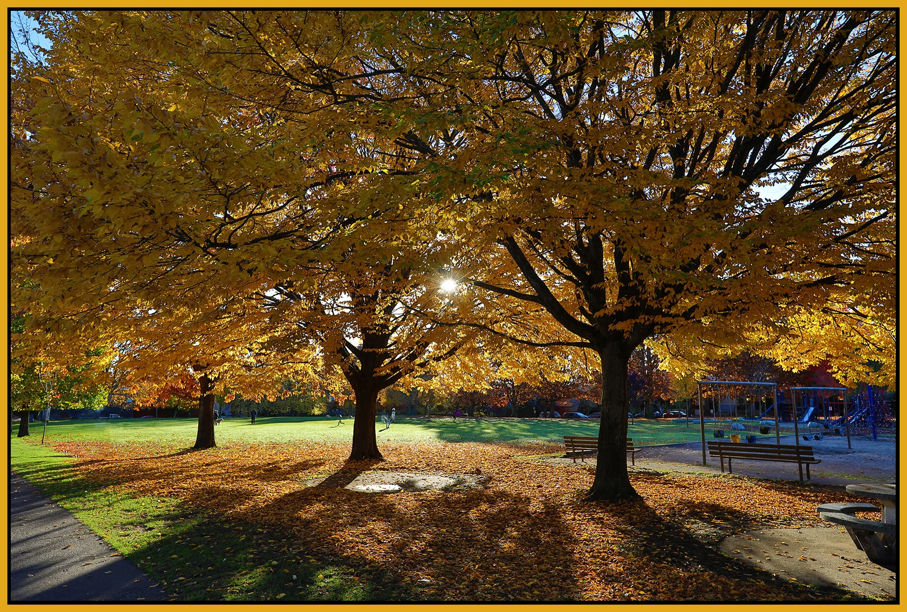 McLean Park Trees Strathcona_Nov 6_2020_HDR_4G2584_4x6s.jpg
