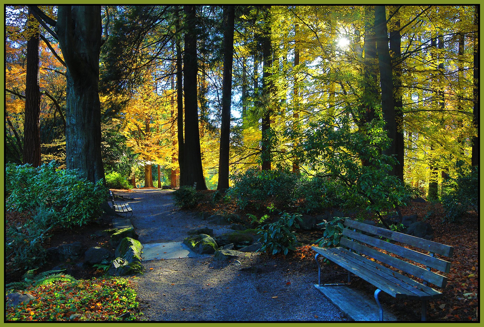 Stanley Park Trees_Nov 18_2022_HDR_4H4718_peUrV_4x6s.jpg
