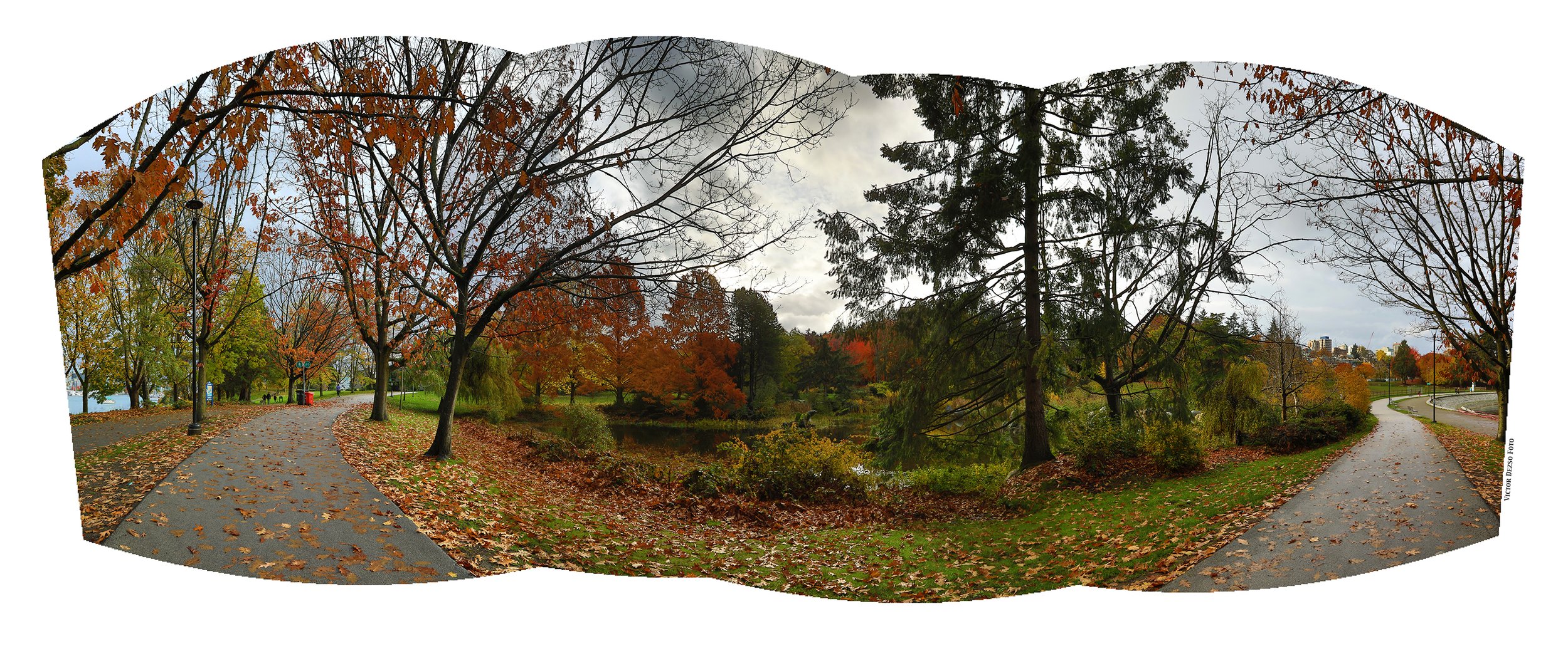 Charleson Pond Trees_Nov 5_2023_HDR_Pan_5C9122_4x10.jpg