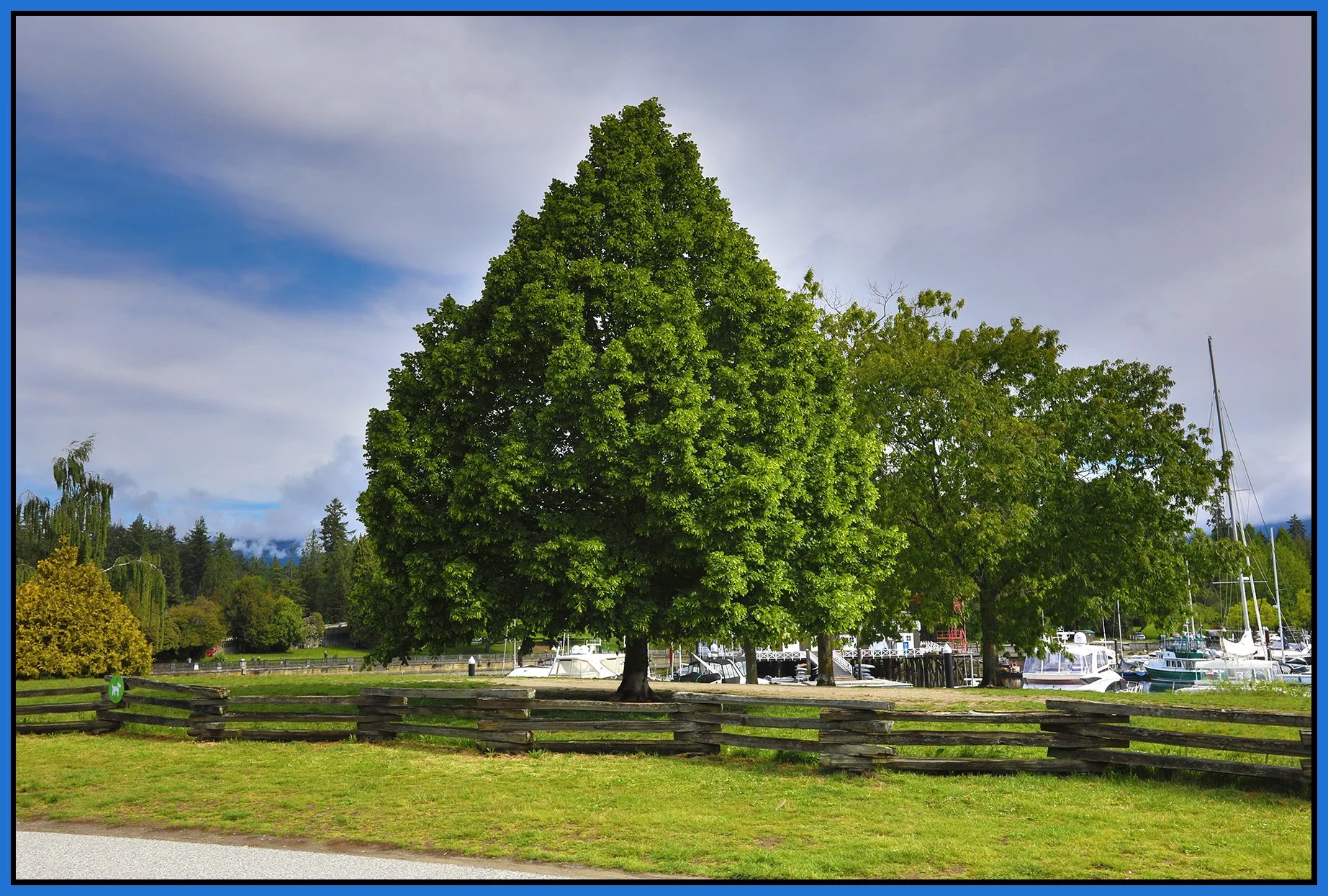 Devonian Park Tree_May 22_2024_HDR_4H9275_4x6s.jpg