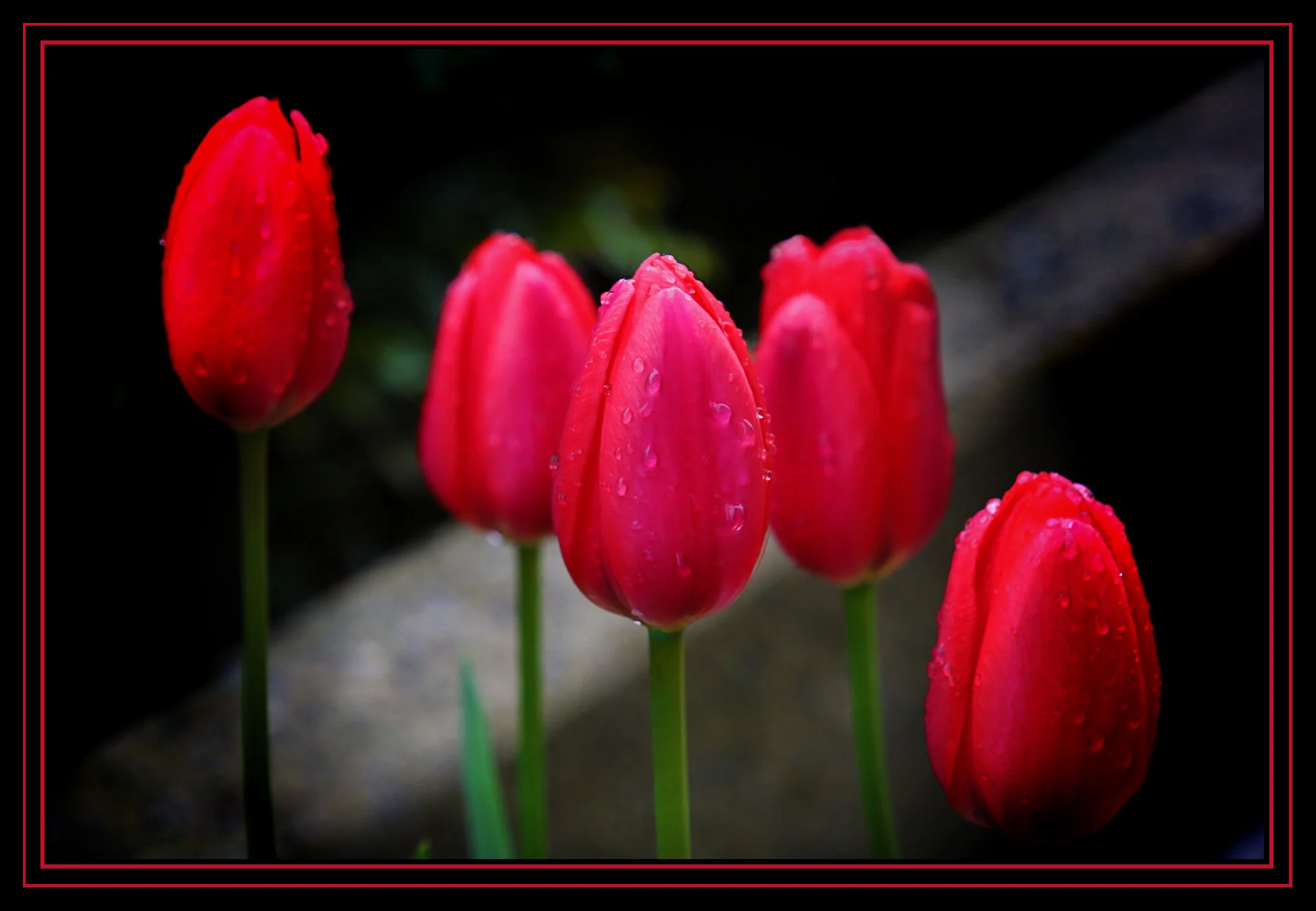 Flowers Tulips_Apr 19_2019_HDRA4106_peDecRad_4x6s.jpg