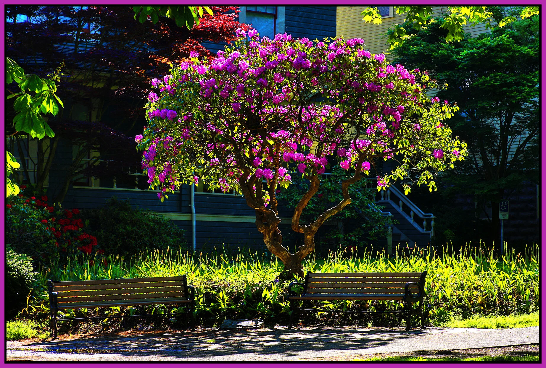 West End Tree_May 26_2019_HDR_A5598_peUndrwtrRef_4x6s.jpg