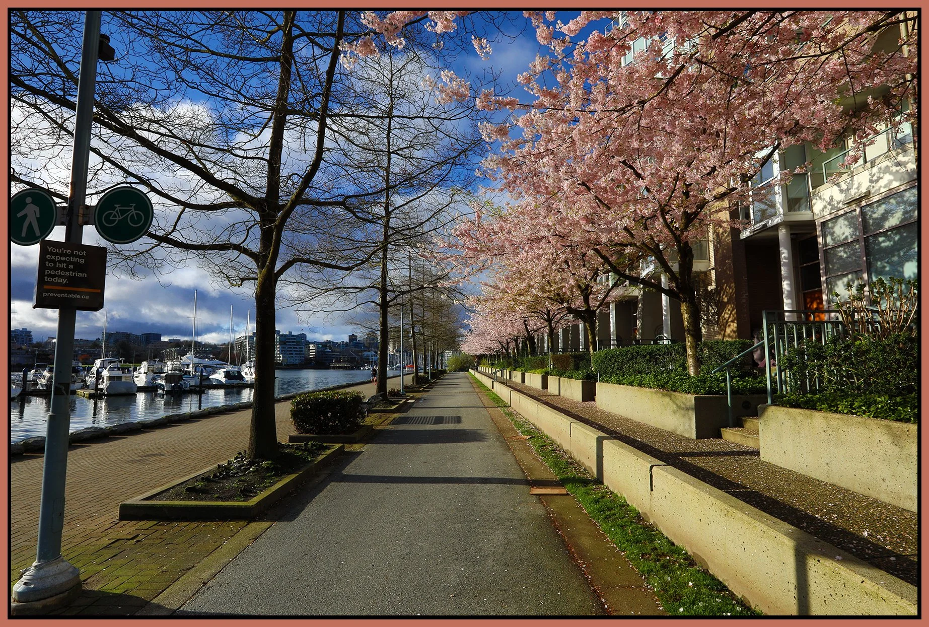 Concord Pacific Trees in Bloom_Mar 31_2022_HDR_5B1176_4x6s.jpg
