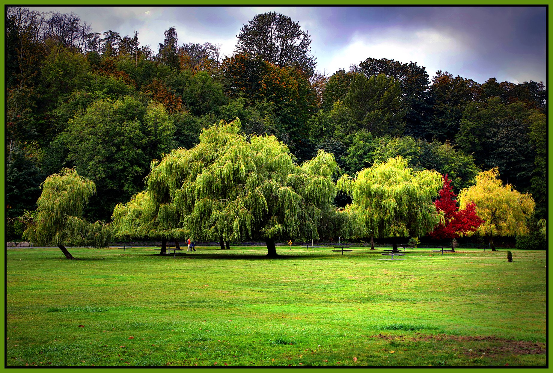 Spanish Banks Tree_Sep 30_2026_HDR_4L3888_peDrkImpct_4x6s.jpg