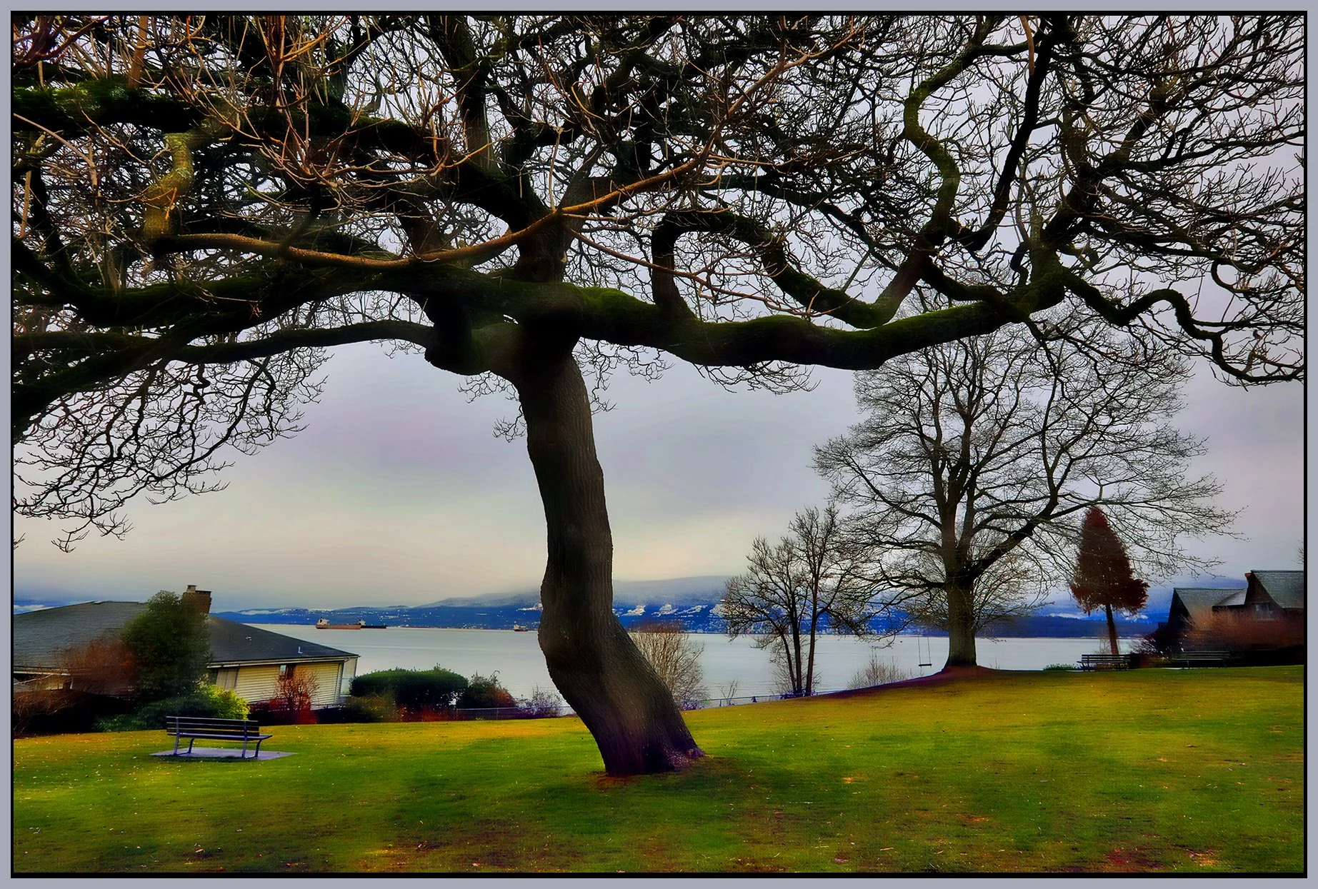 Pt.Grey Rd Margaret Pigott Pk Tree_Feb 1_2023_HDR_5D3462_peHdr2013_1_4x6s.jpg