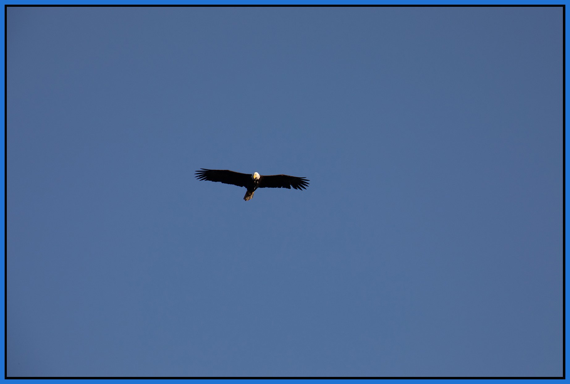 Eagle Above Jericho Beach_Mar 15_2024_CR2_P5E4315_4x6s.jpg