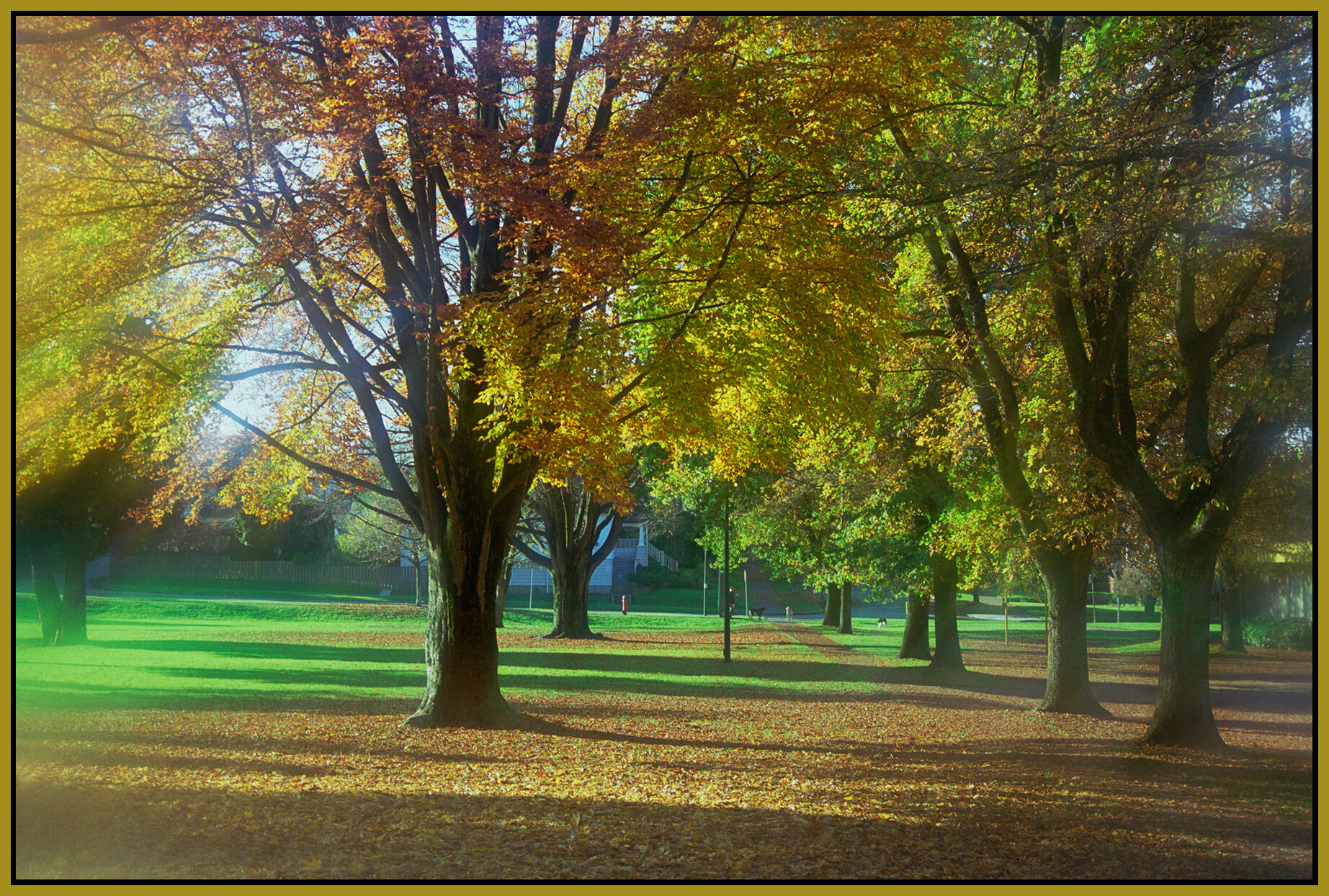 Fall Trees_Nov 8_1997_7_4x6s.jpg