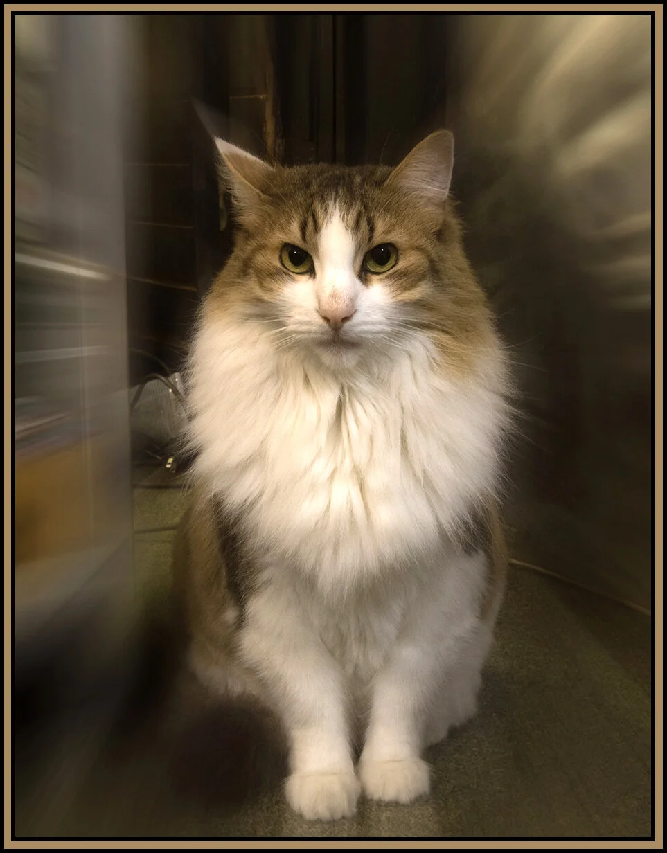 Space Cat_Sep 11_2018_HDR_D9239_4x6ss.jpg