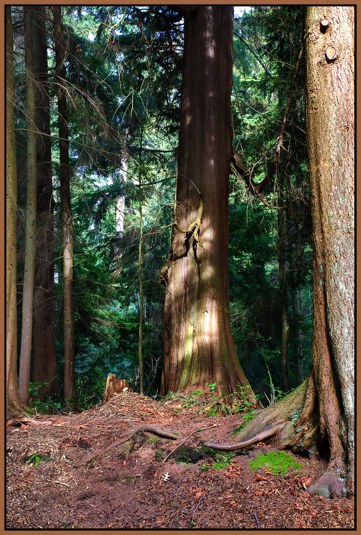 Stanley Pk Trees_Mar 12_2021_HDR_4G6153_4x6s.jpg