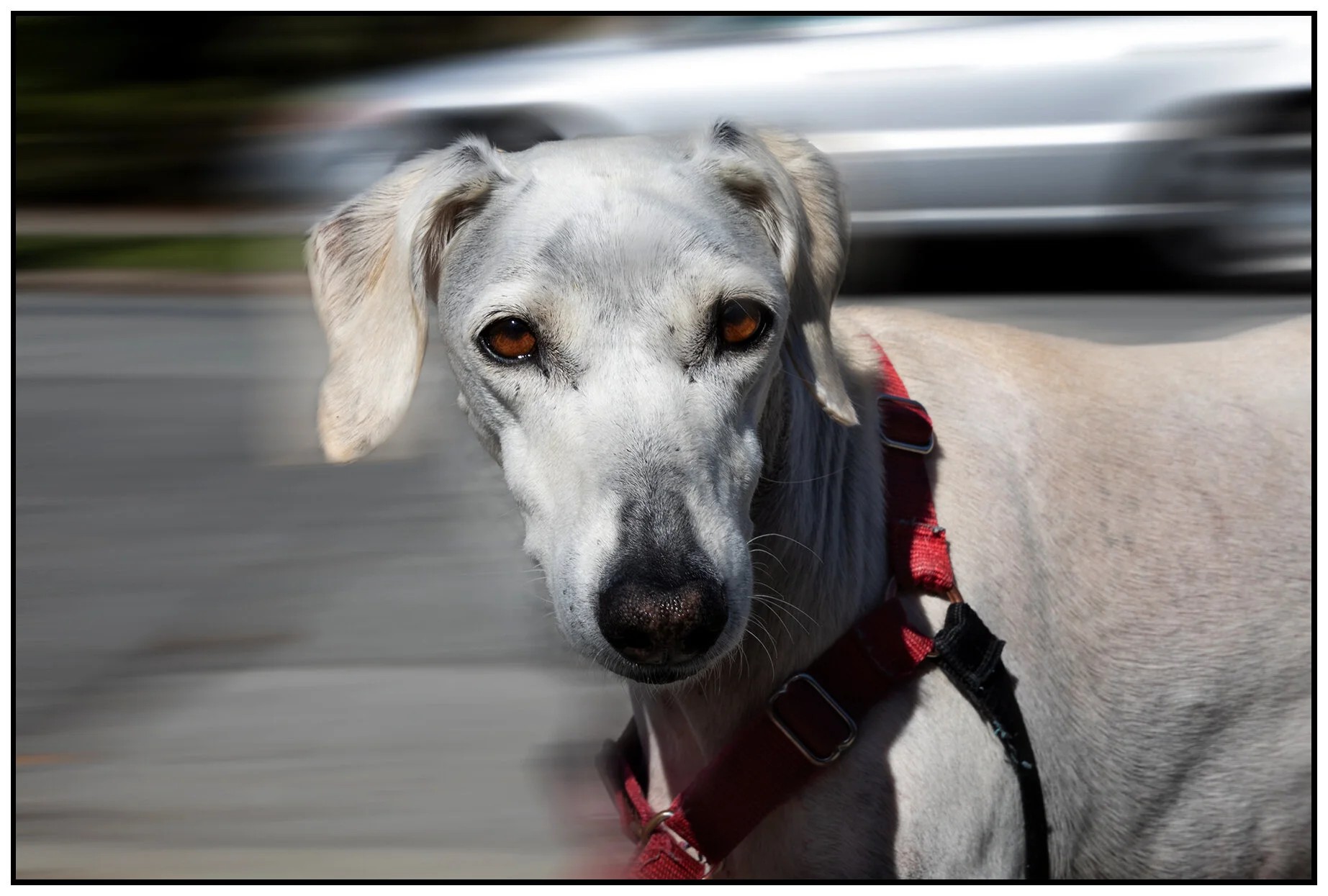 Zahaly New West_Mar 27_2019_CR2_E9266_4x6s.jpg