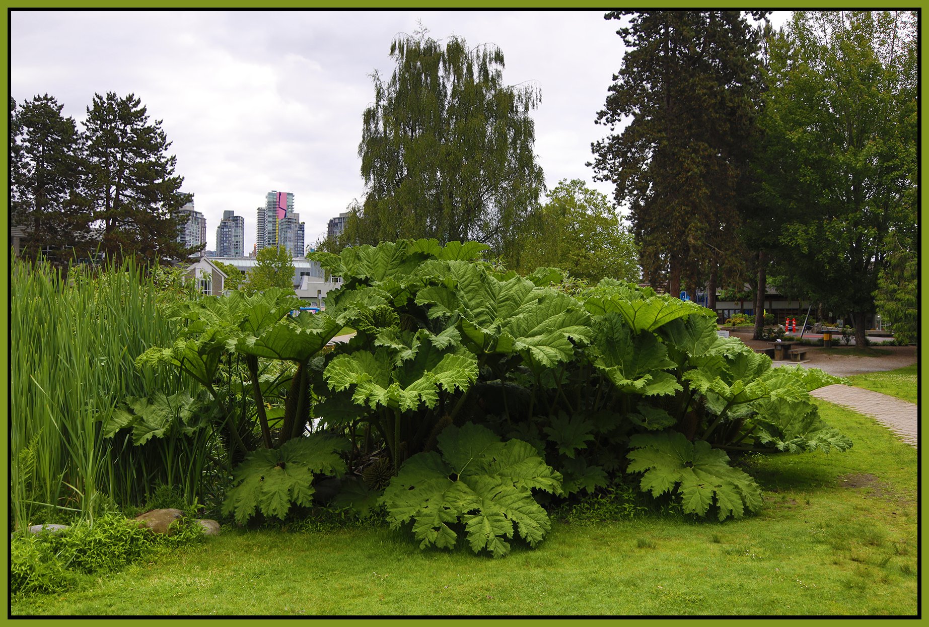 Granville Island Plants_Jun 9_2021_HDR_4G9598_4x6s.jpg