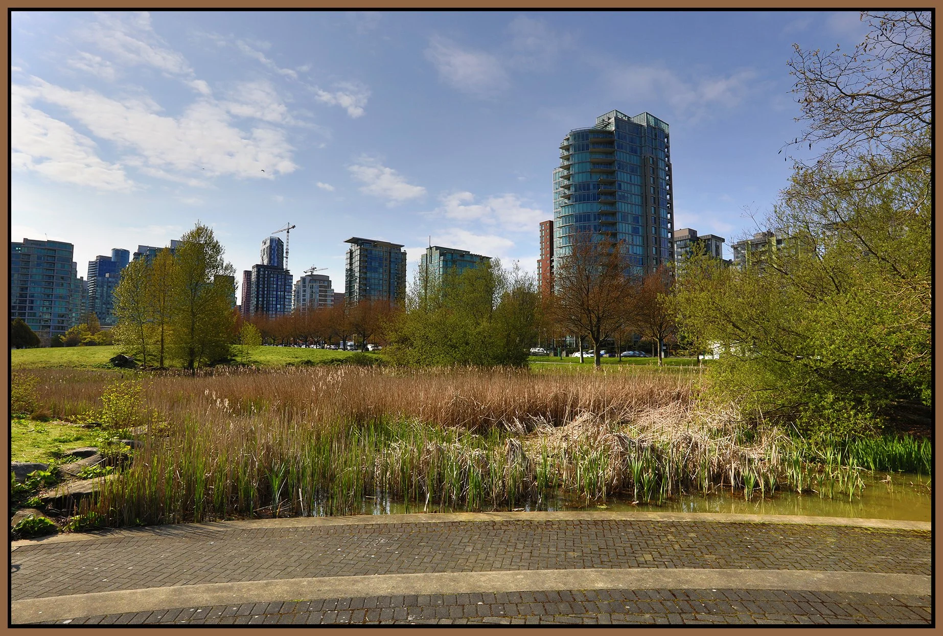 Bull Rushes Stanley Park_Apr 28_2022_HDR_5B3619_4x6s.jpg