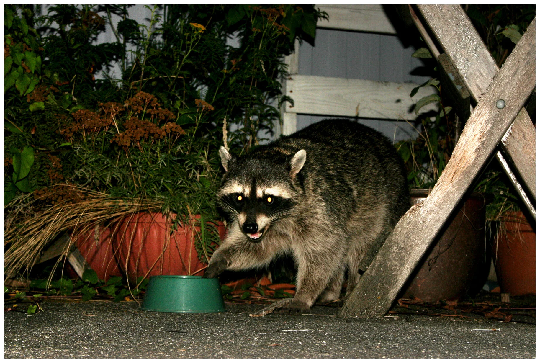 Racoon_Lucy_9373_4x6s.jpg