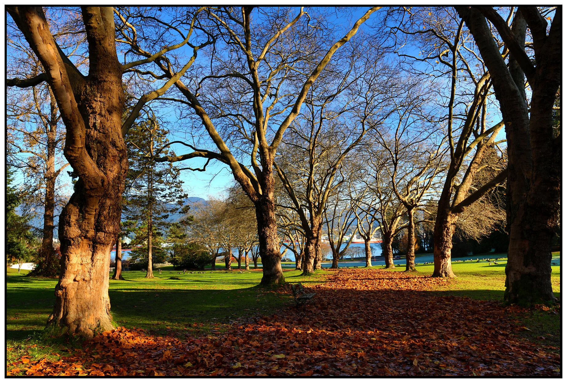 Stanley Pk Trees_Nov 20_2015_HDR_H4498_4x6s.jpg