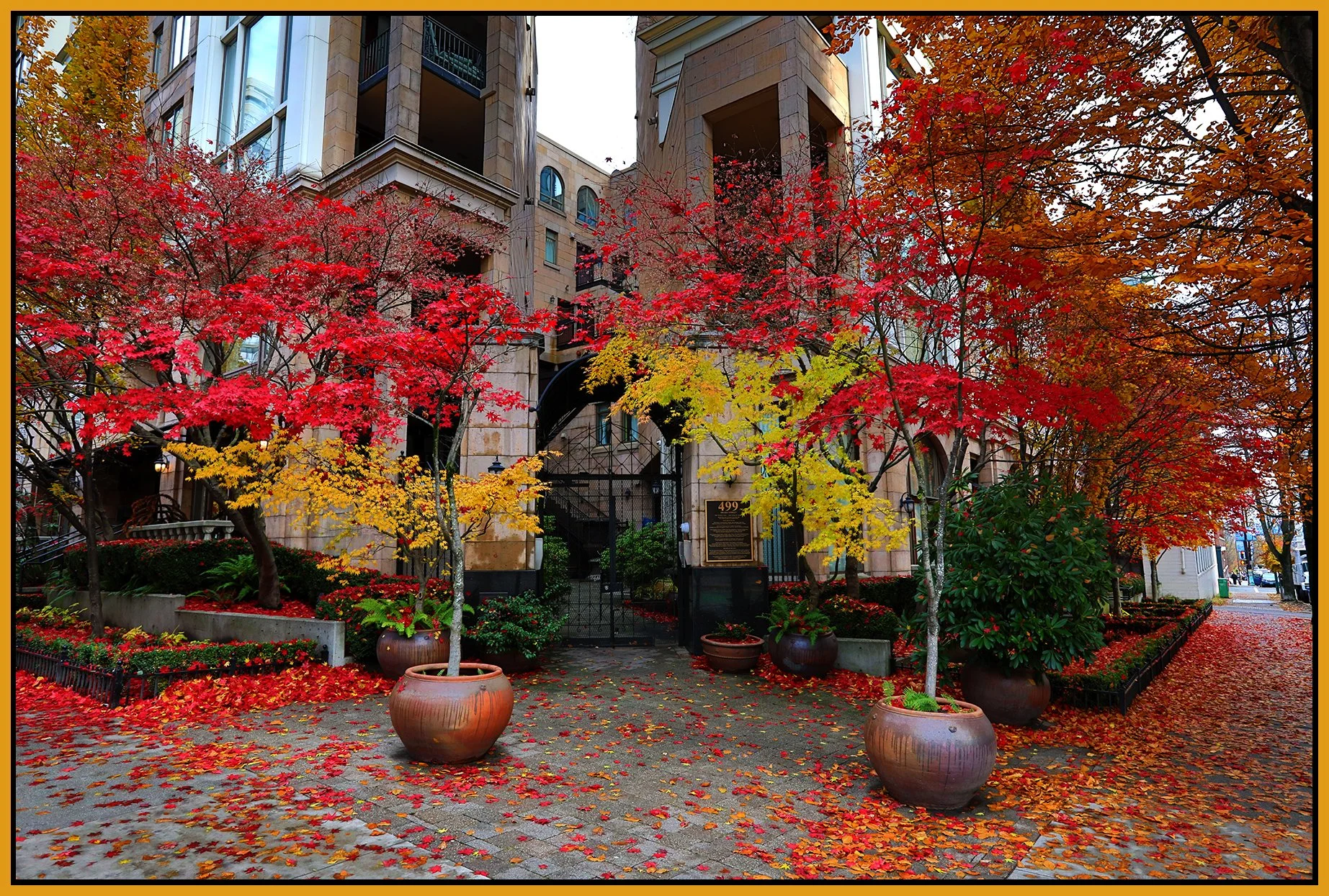 499 Drake St Trees_Nov 25_2022_HDR_5C7967_4x6s.jpg