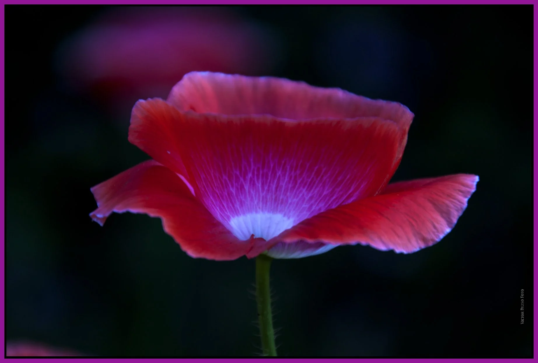 Flowers-Poppy_Jul 23_2011_2771_4x6s.jpg