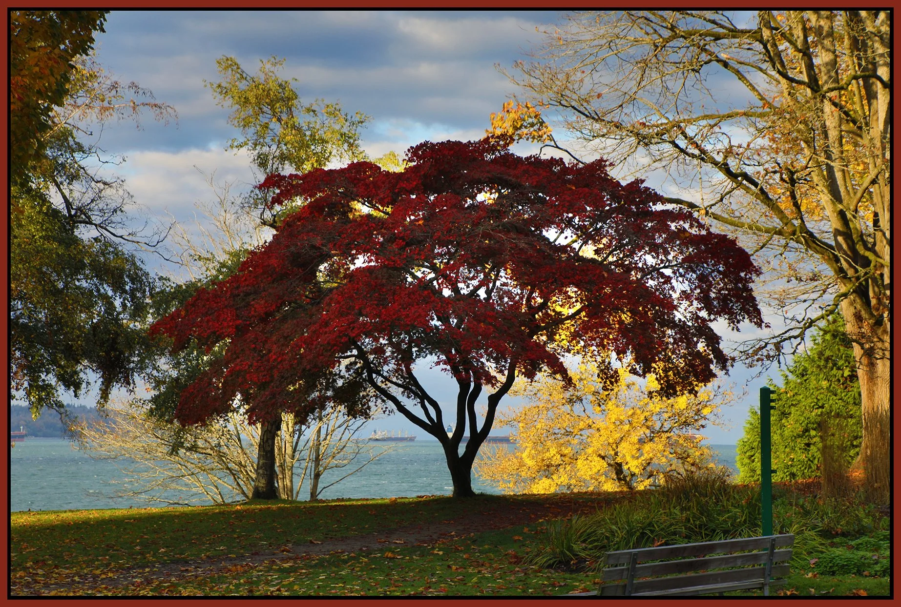 English Bay Trees_Oct 23_2023_HDR_5C8488_4x6s.jpg